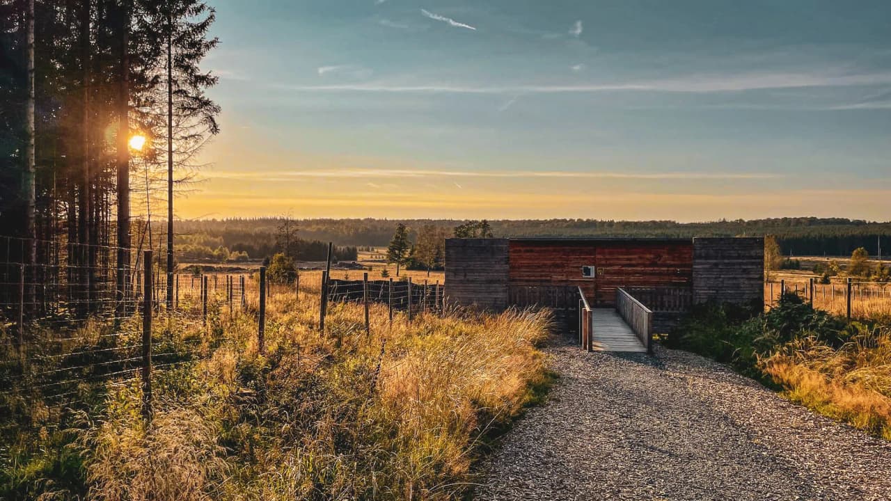 Sentier menant à un observatoire en bois, baigné par un coucher de soleil sur la forêt d'Ardenne.