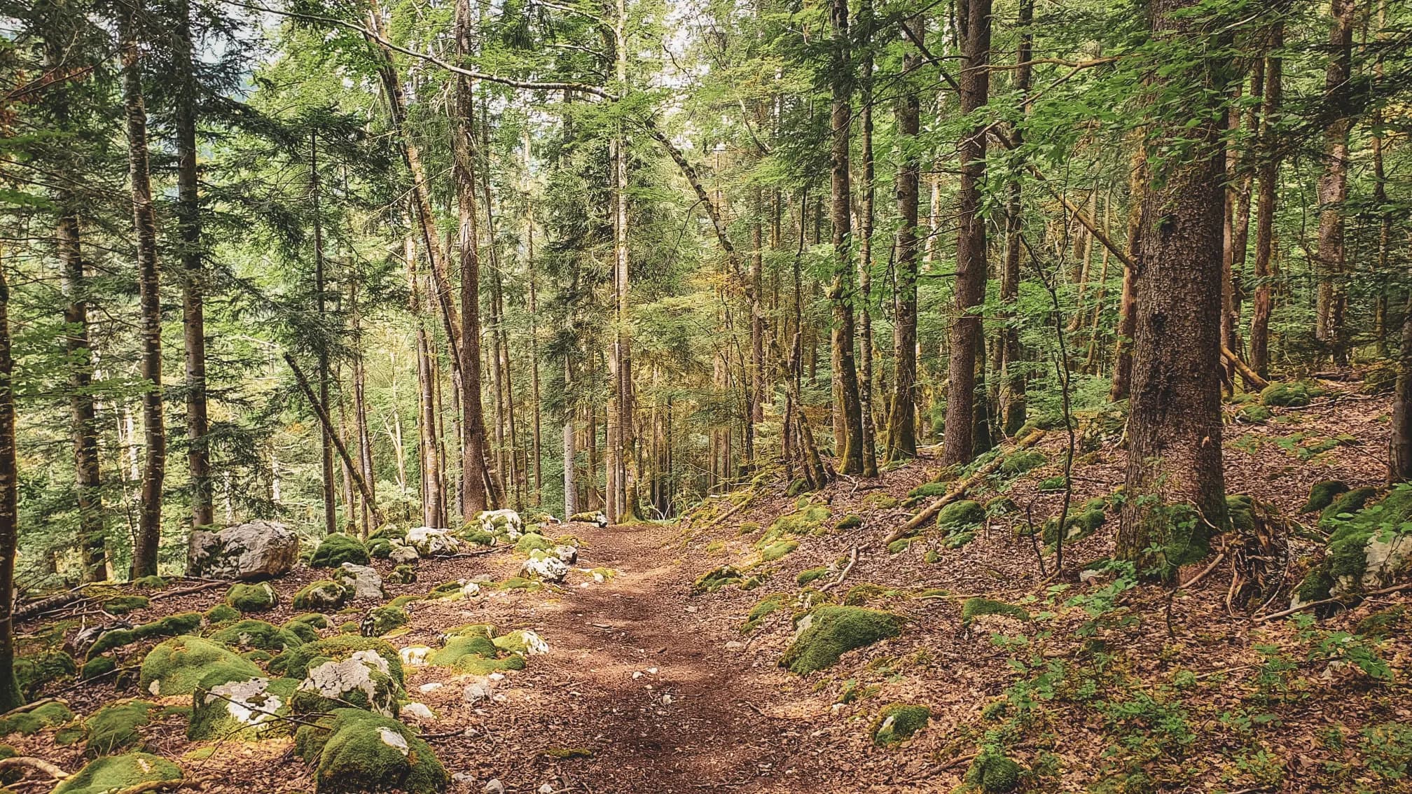 Sentier serpentant à travers une forêt verdoyante, promesse d'aventures en pleine nature.