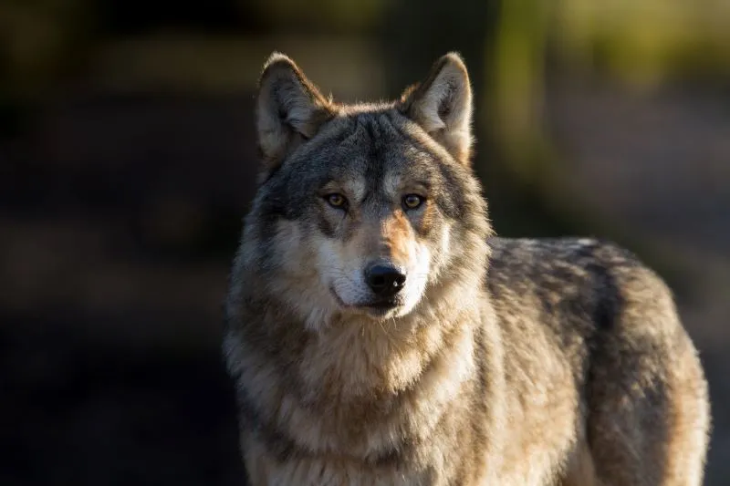 Video of wolves in the Vercors taken by Romain