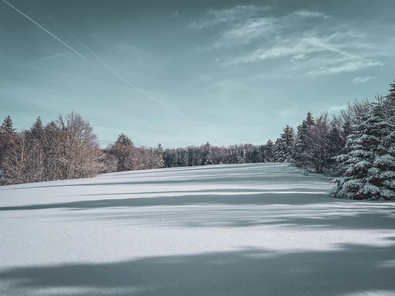 A serene winter landscape of snow-covered trees under a clear blue sky. A nature escape on snowshoes.