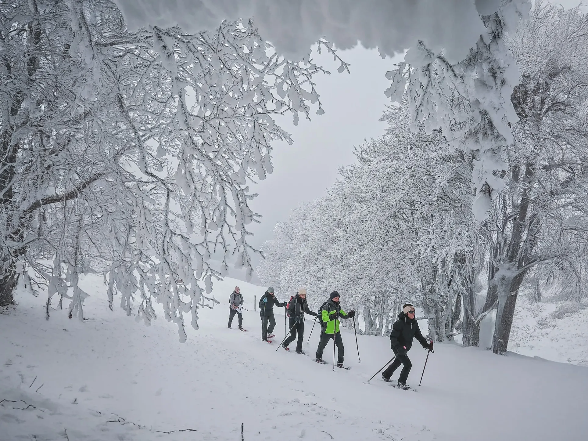 Een groep sneeuwschoenwandelaars in een besneeuwd landschap, onder berijpte bomen.