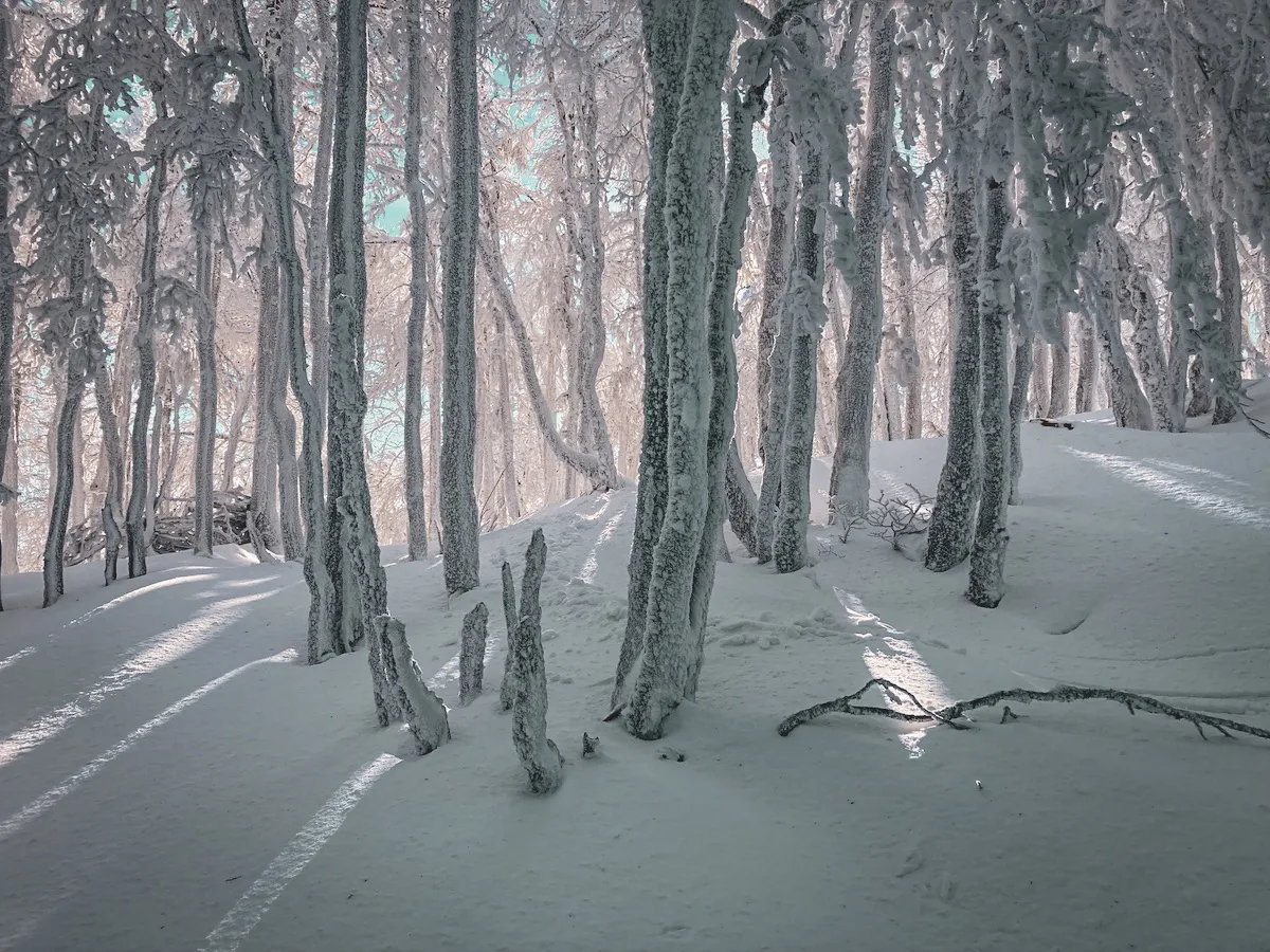 Forêt enneigée dans les Vosges, arbres recouverts de neige, ambiance paisible et mystique.