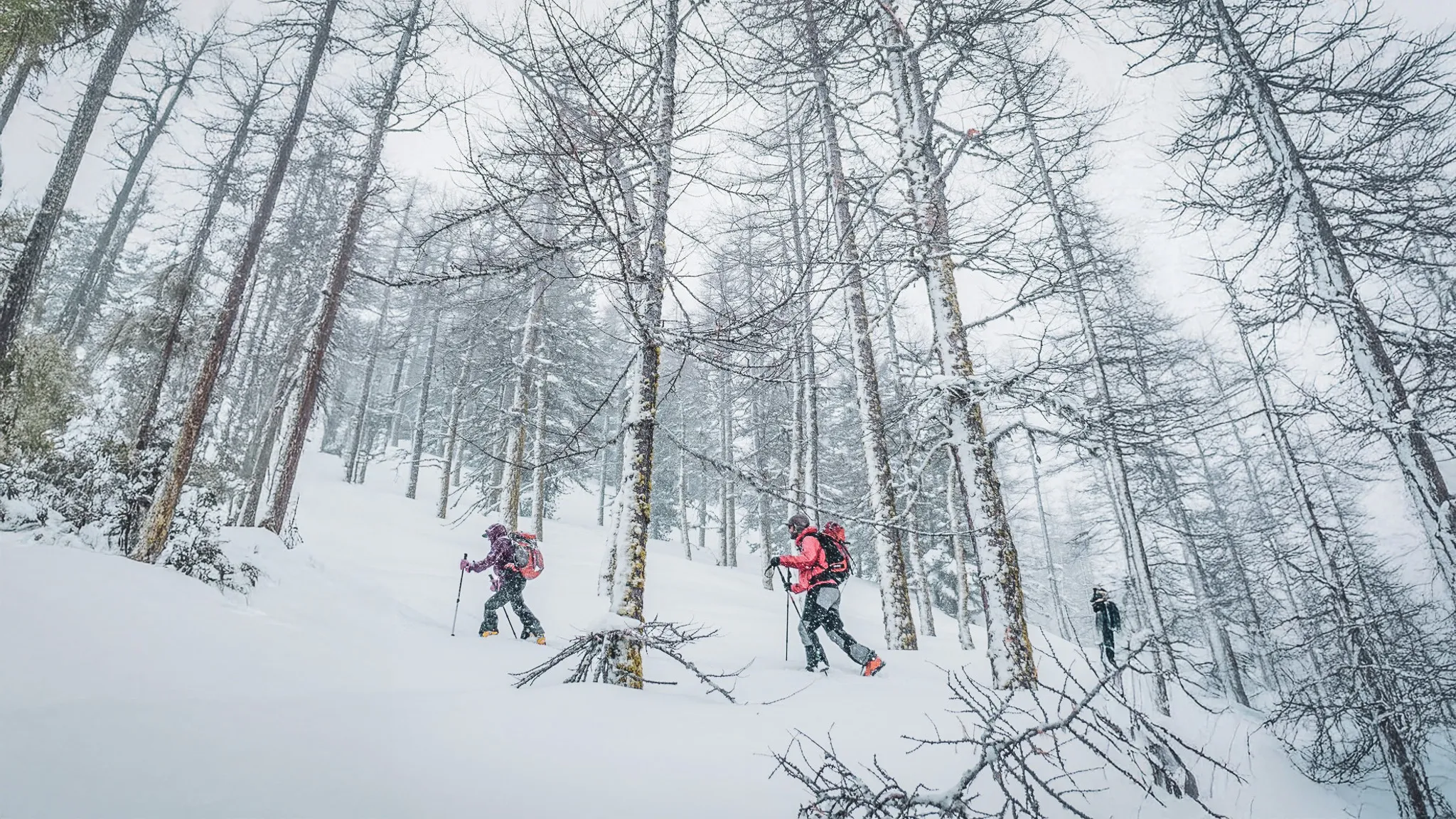 Trois randonneurs progressent dans un paysage enneigé, entourés d'arbres majestueux.