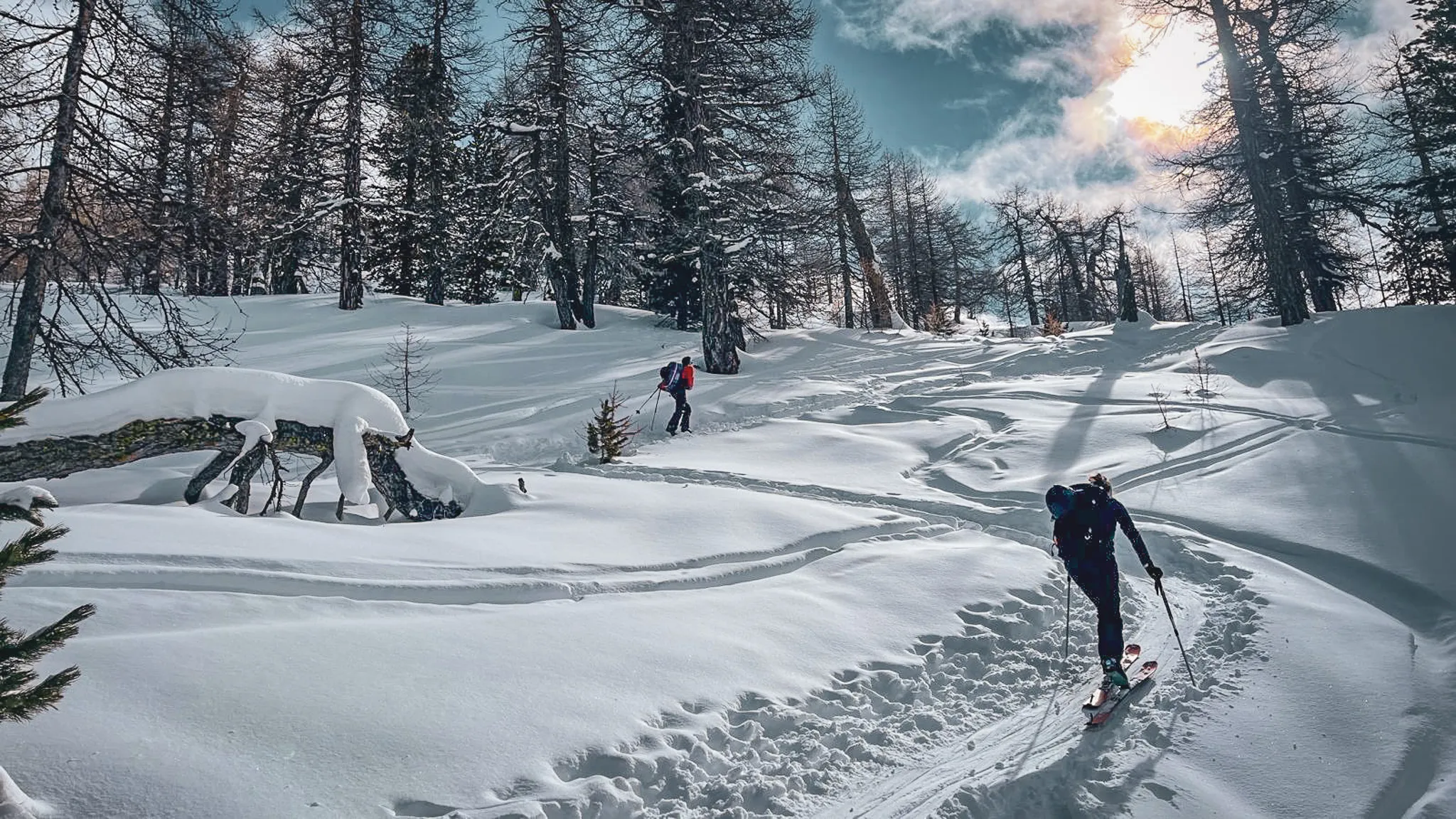 Deux skieurs se frayent un chemin dans un paysage enneigé, entourés de majestueux mélèzes.