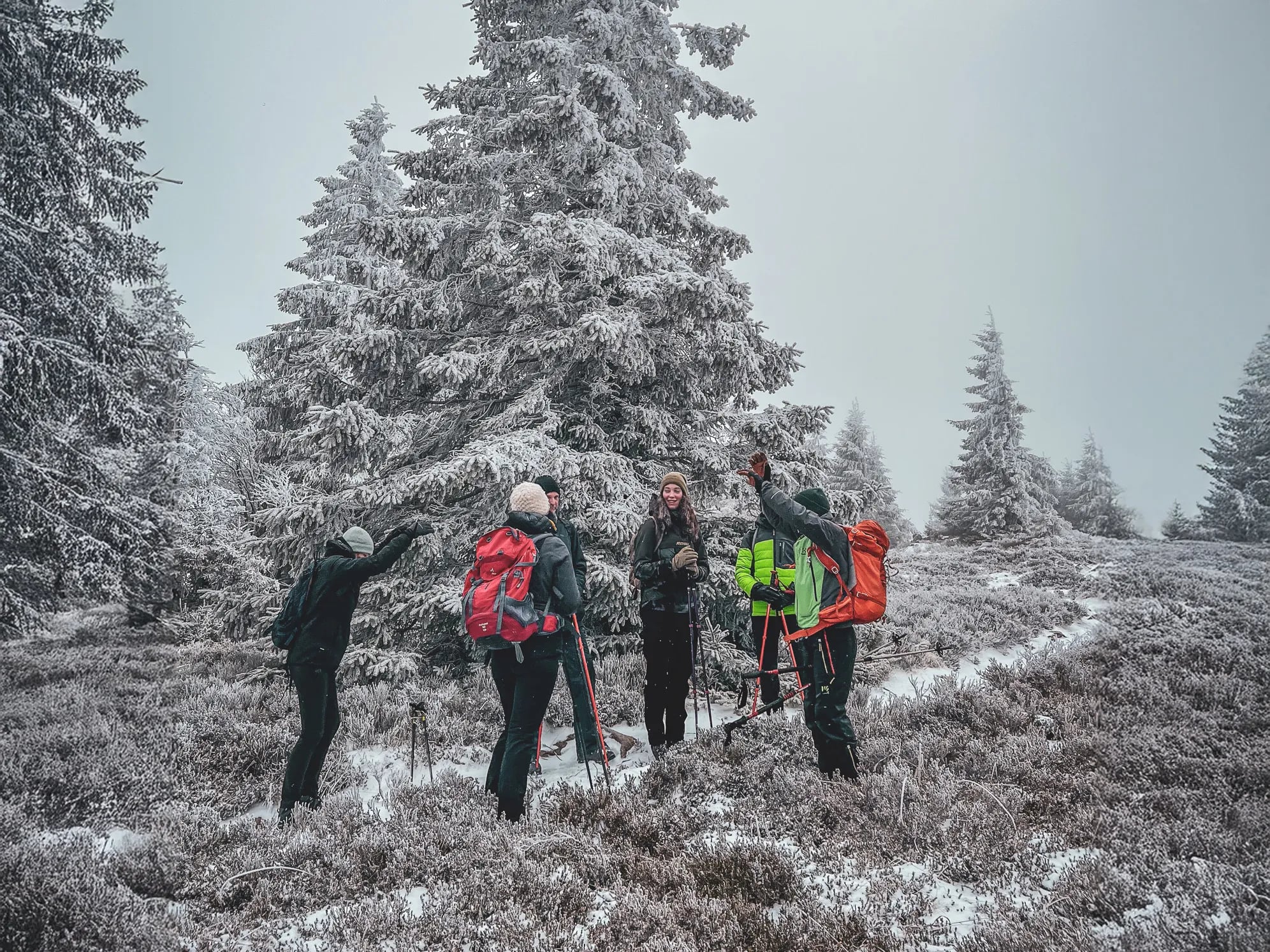 Een groep sneeuwschoenwandelaars onder een mistige hemel, omringd door besneeuwde dennenbomen.
