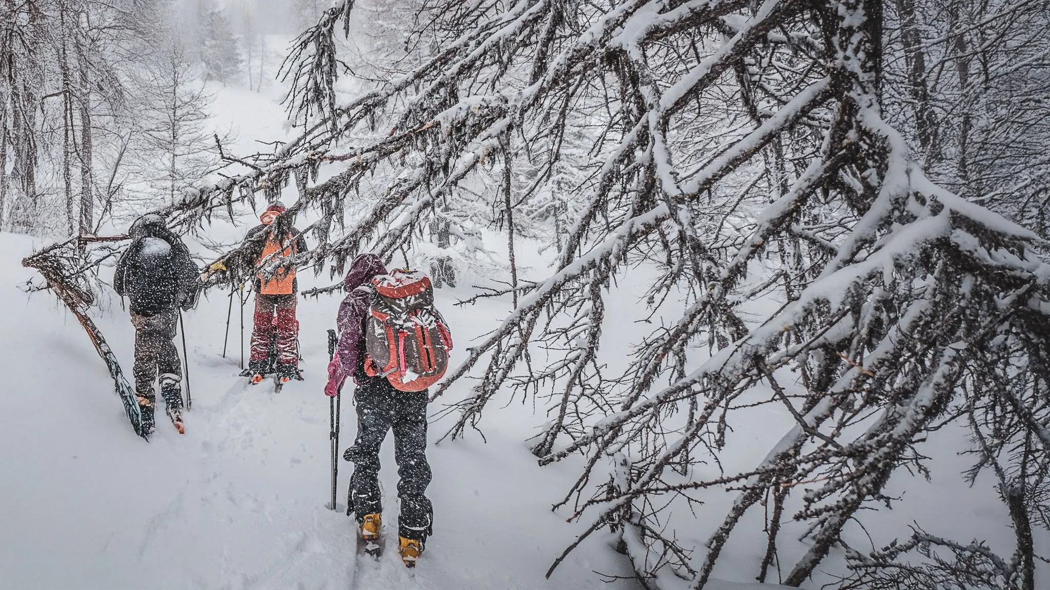 Trois skieurs explorent un paysage enneigé, sous des branches chargées de neige, dans le Queyras.