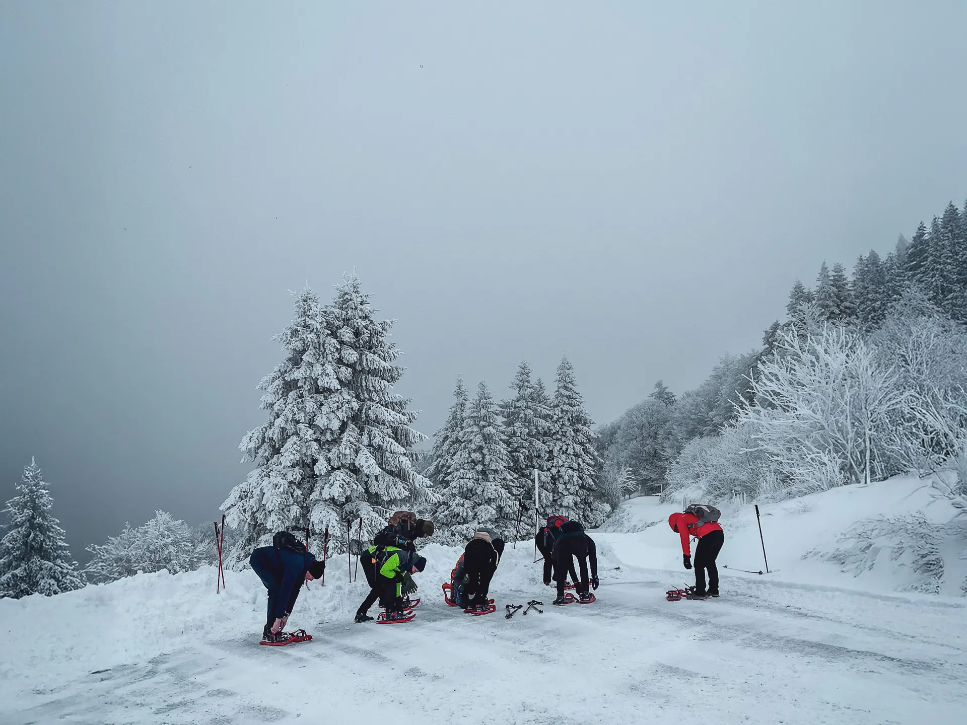 Een groep op sneeuwschoenen op een besneeuwd pad, omringd door majestueuze dennenbomen onder een mistige hemel.