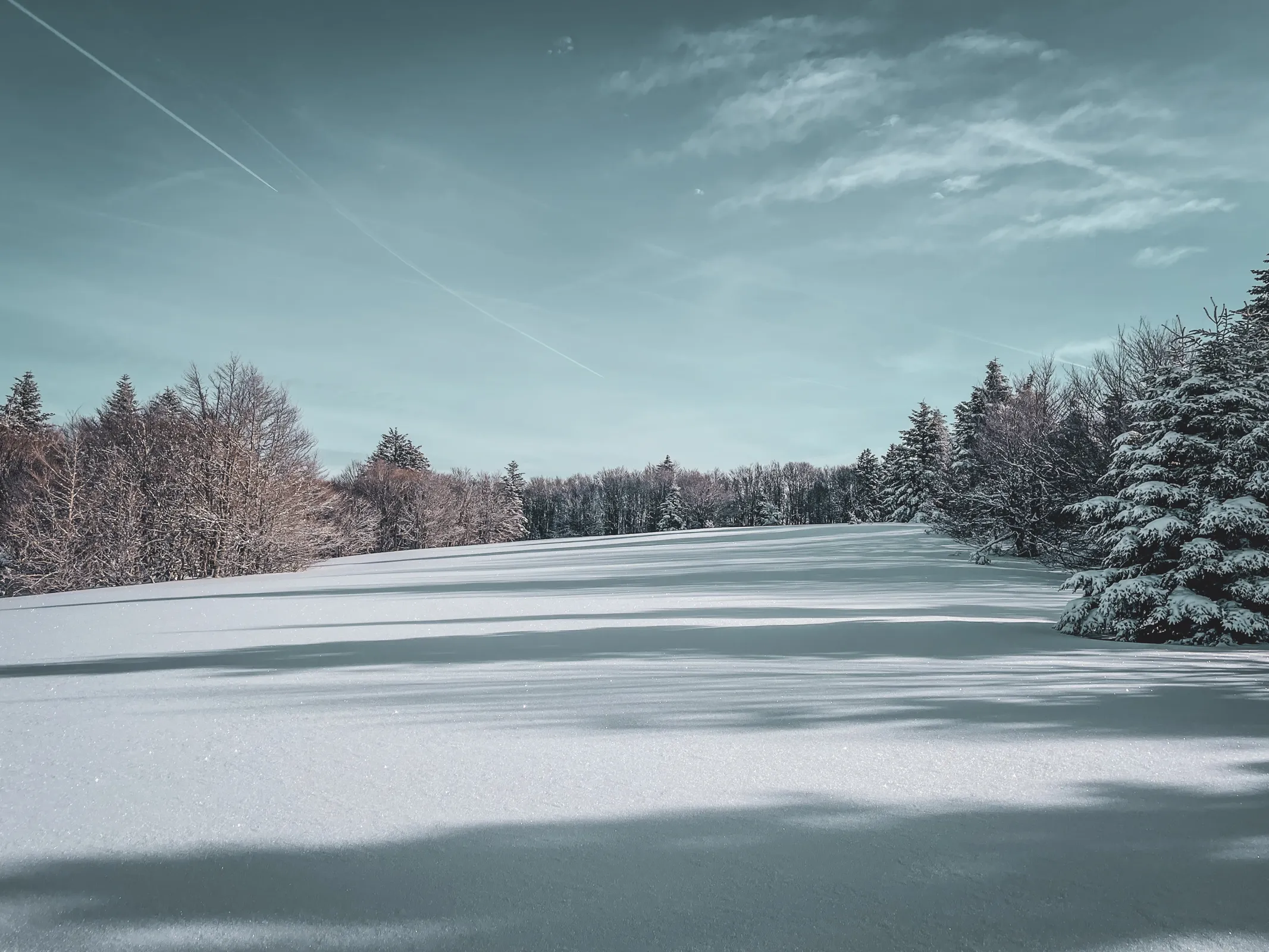 Un paysage hivernal serein avec des arbres enneigés sous un ciel bleu clair. Évasion nature en raquettes.