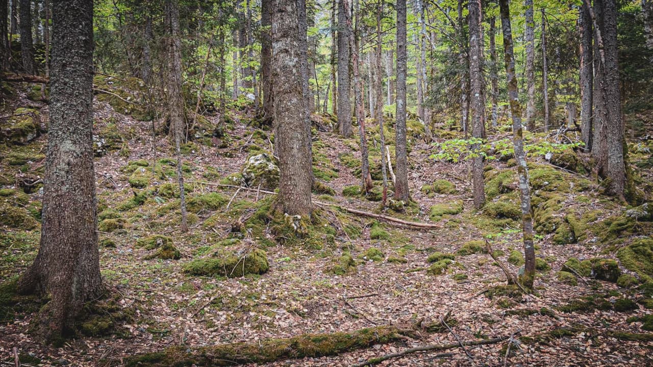 Forêt verdoyante du Vercors, parsemée de rochers, offrant une escapade sauvage et apaisante.