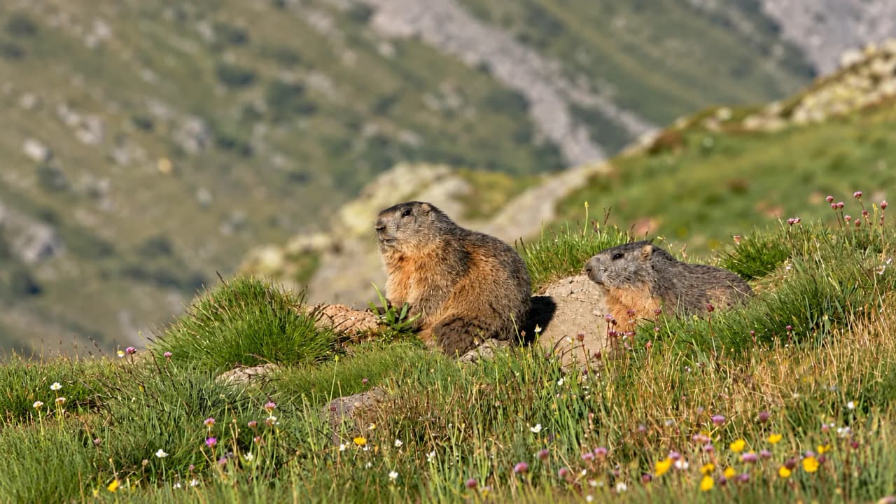 Deux marmottes paisiblement posées dans un champ fleuri, avec les montagnes en arrière-plan.