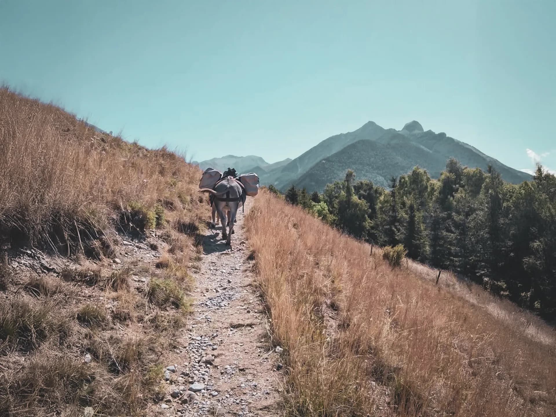 Peaceful donkey trekking in the Écrins, with majestic mountains in the background.