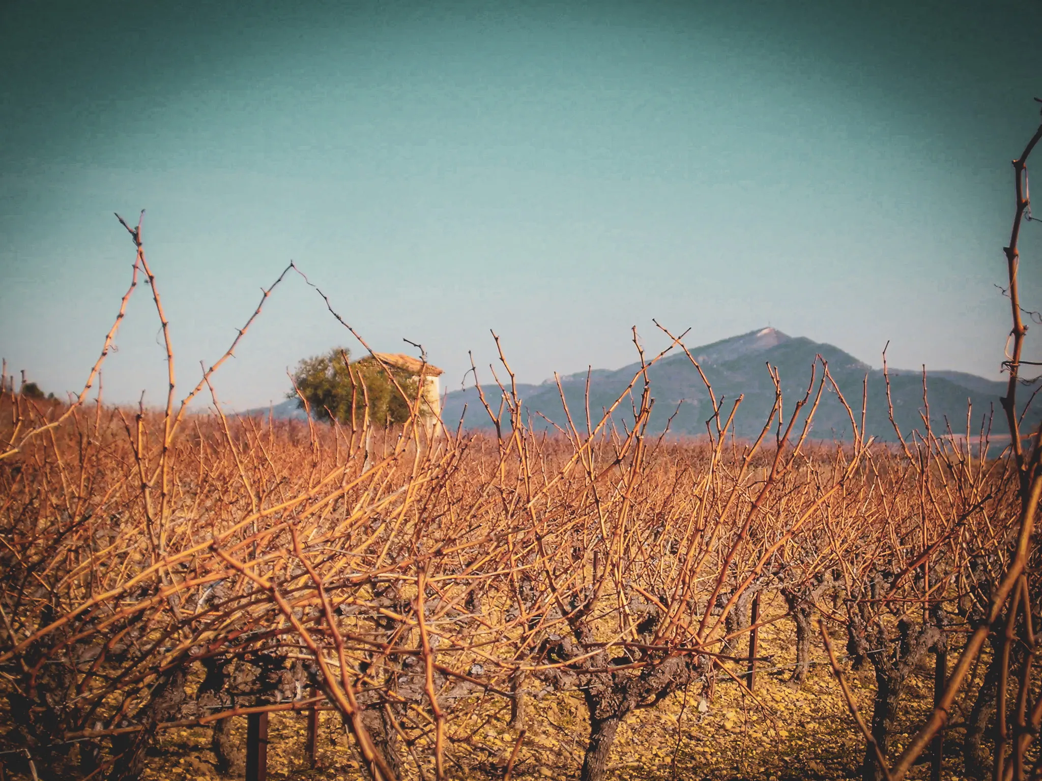 Vignes desséchées avec fond montagneux sous un ciel bleu, promesse d'aventure en Provence.