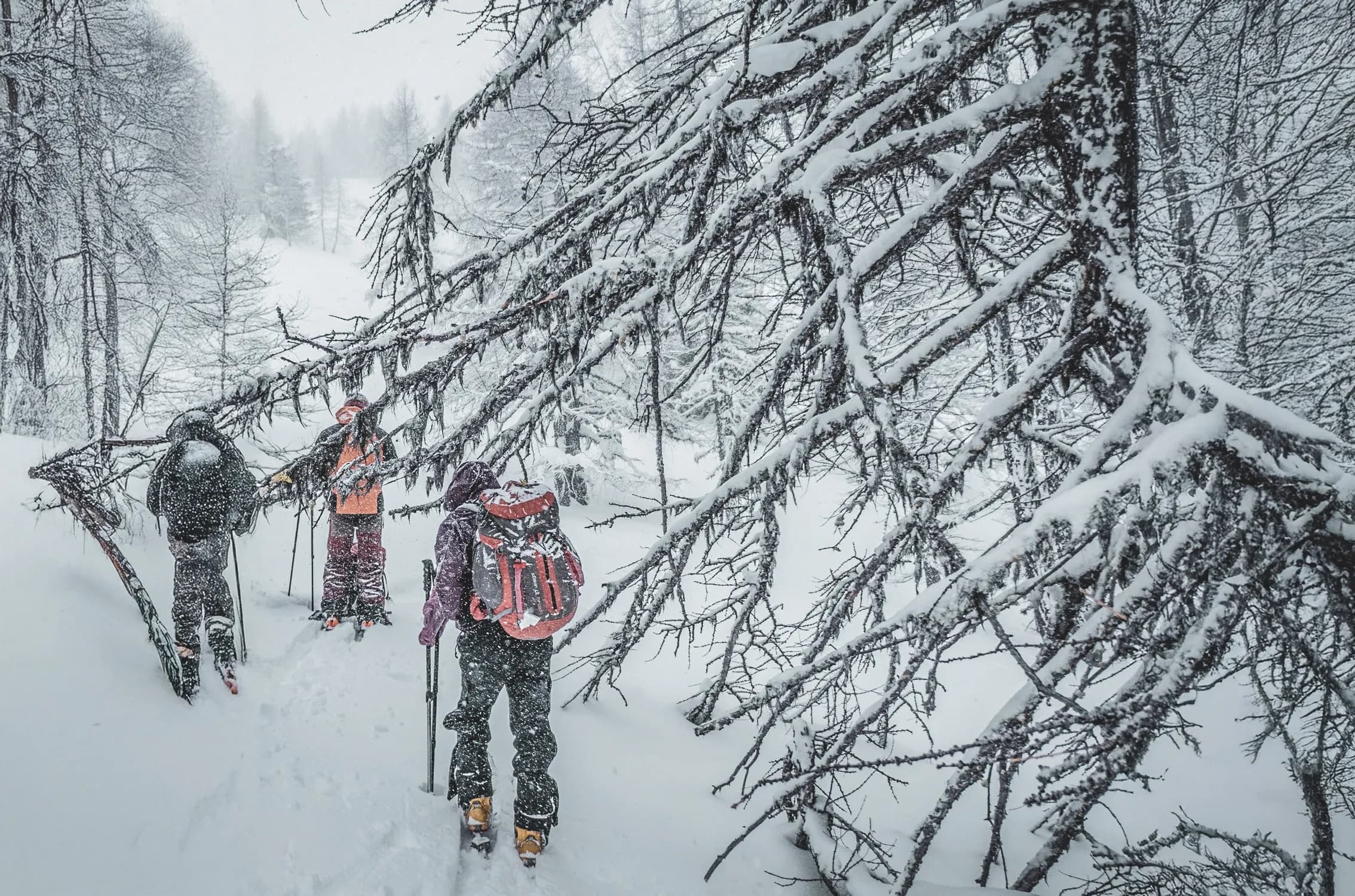 Three hikers on skis make their way through the snow, surrounded by snow-covered branches. Venture into the Queyras!