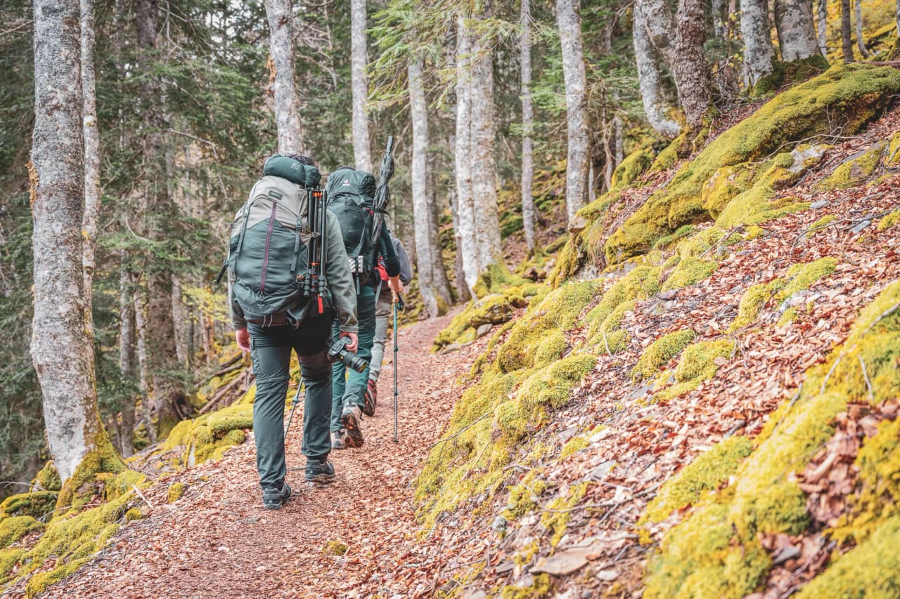 Equipped hikers walk along a wooded path, surrounded by green moss and unspoilt nature.
