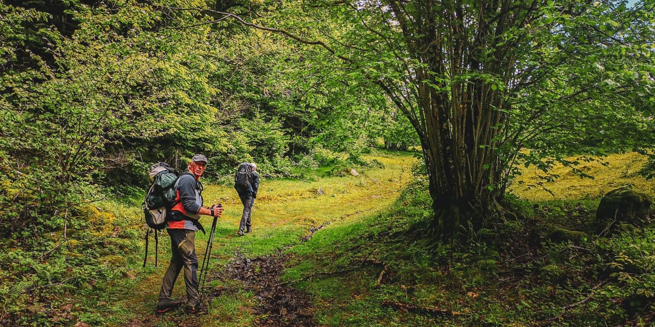 Deux randonneurs explorent un sentier verdoyant dans les Vosges, entourés de nature luxuriante.