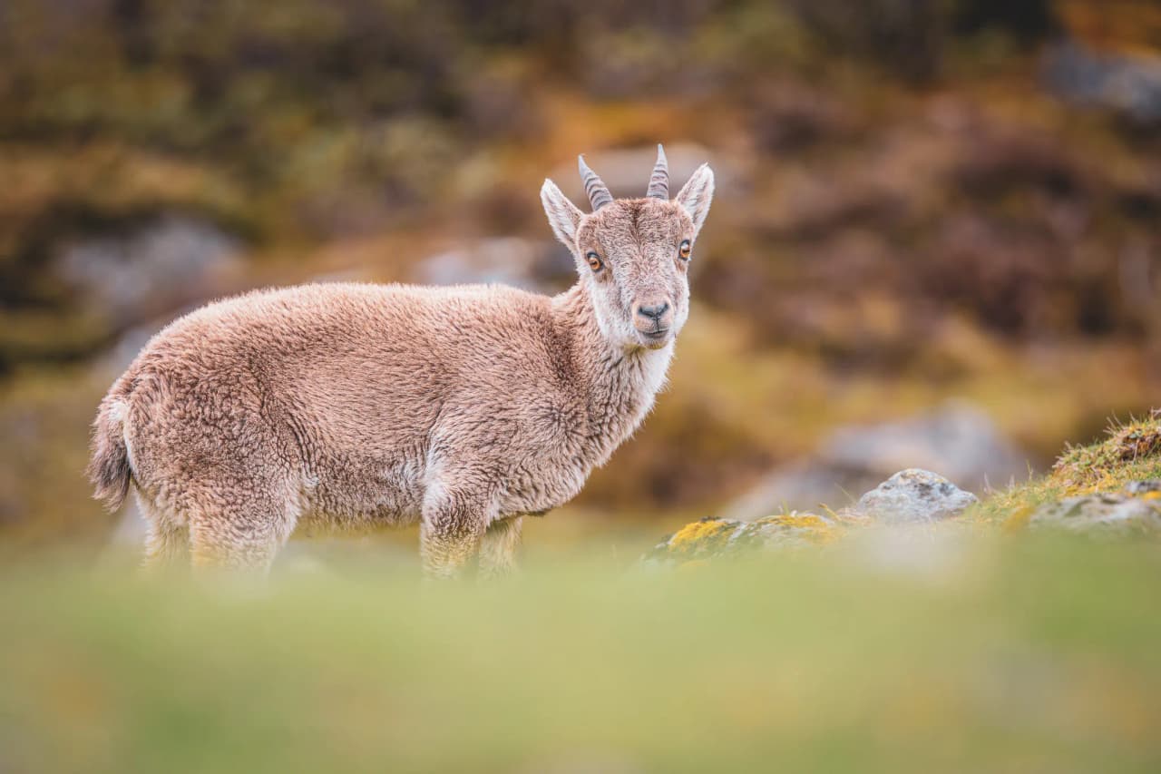 A curious Isard in the Pyrenees, surrounded by high altitude landscapes of natural beauty.