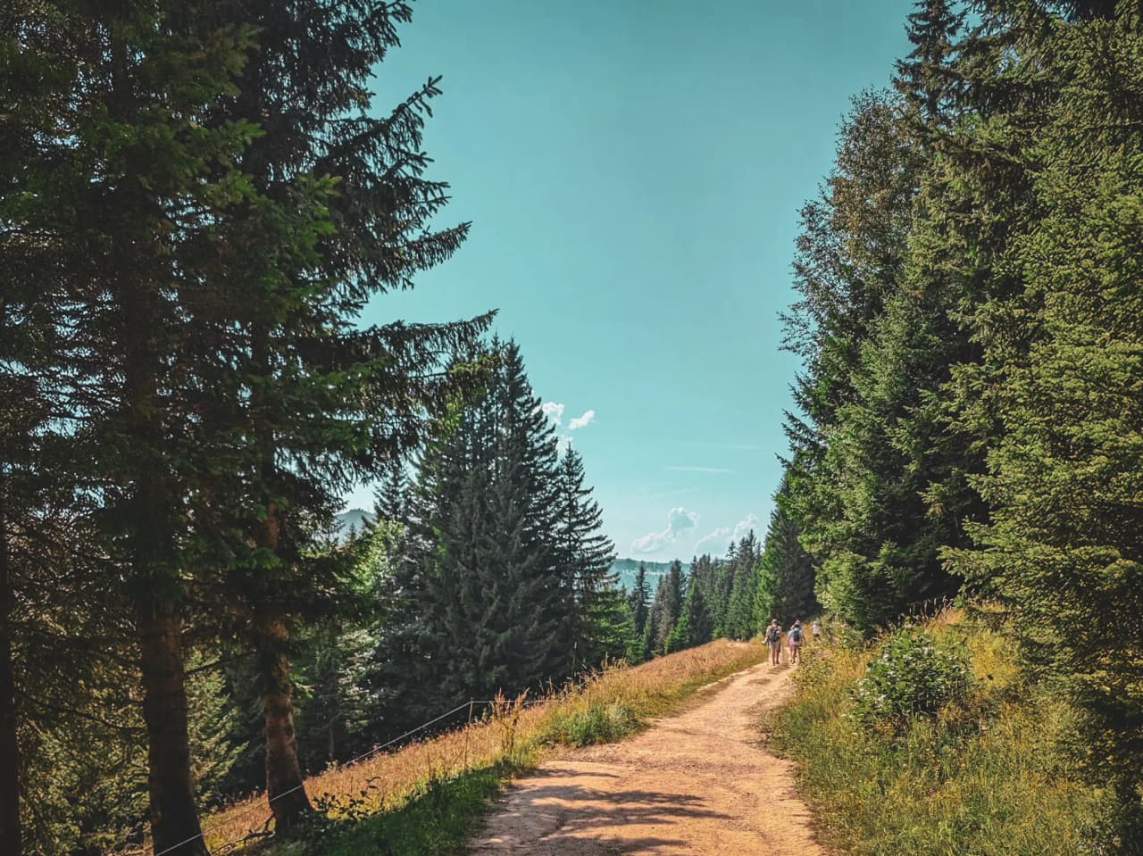 A sunny hiking trail surrounded by fir trees, with hikers contemplating the Alpine scenery.