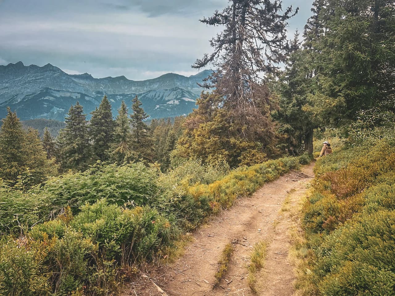 A leafy alpine path lined with trees, with the majestic mountains in the background.