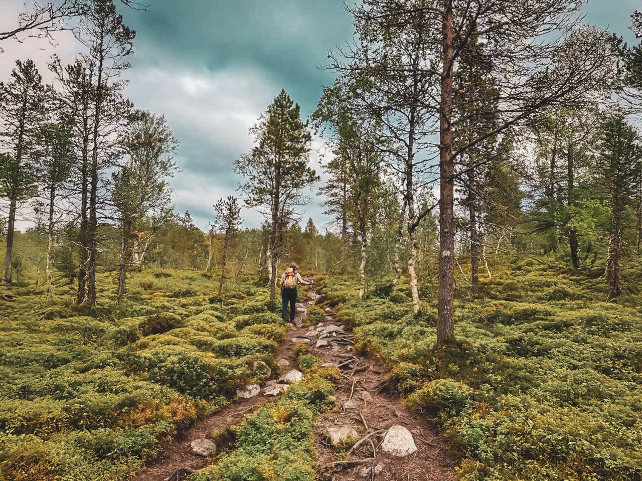 Een wandelaar verkent een groen pad omringd door majestueuze bomen op het eiland Senja.
