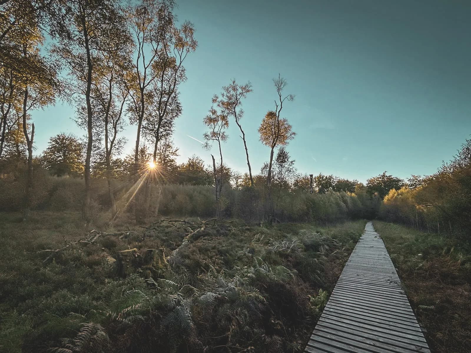 Sentier en bois serpentant à travers une forêt paisible, illuminé par les rayons du soleil couchant.