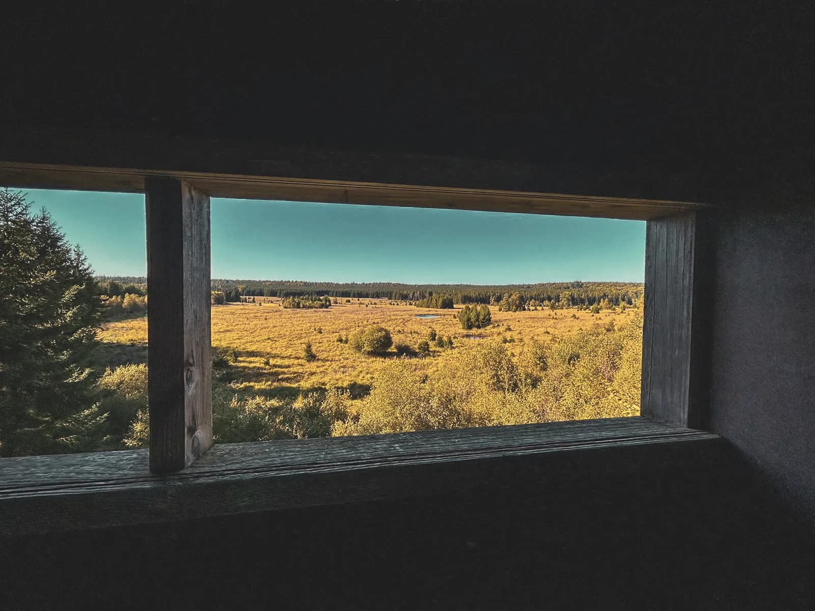 Vue panoramique sur la vaste forêt de Saint Hubert, un lieu idéal pour observer la nature.