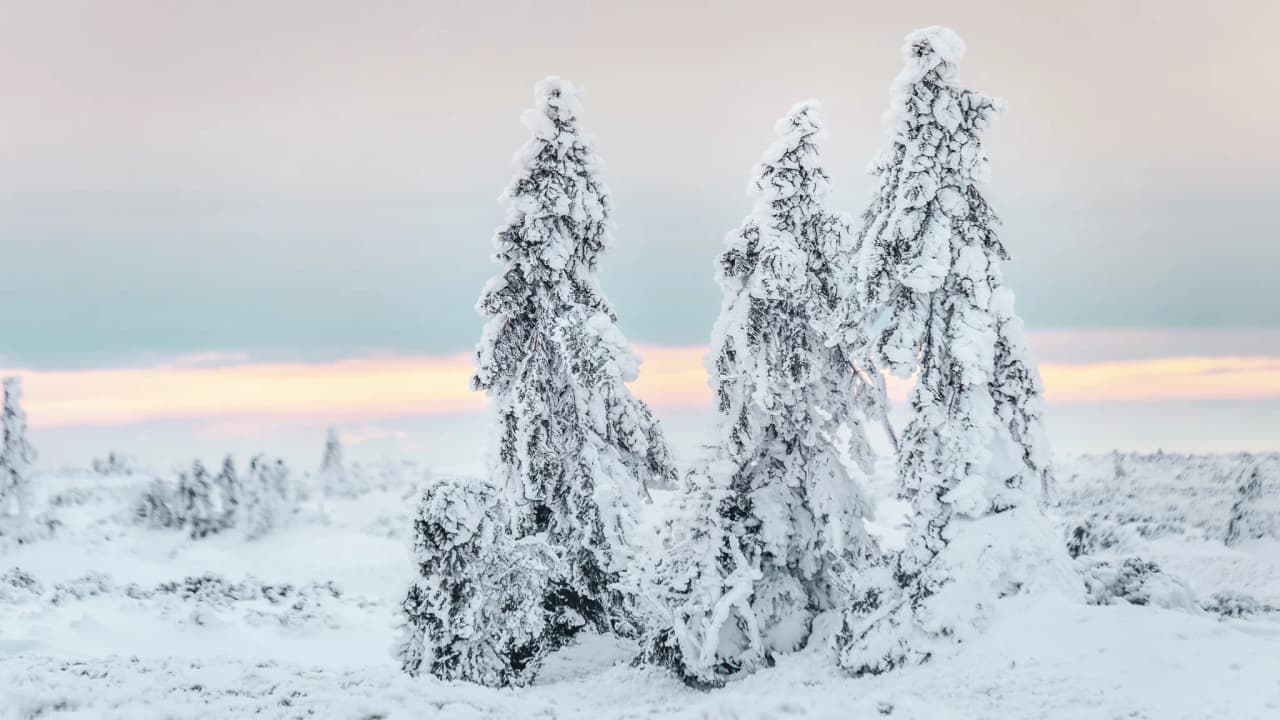 A spellbinding landscape of Swedish Lapland, with snow-covered trees beneath a soft, pastel-coloured sky.