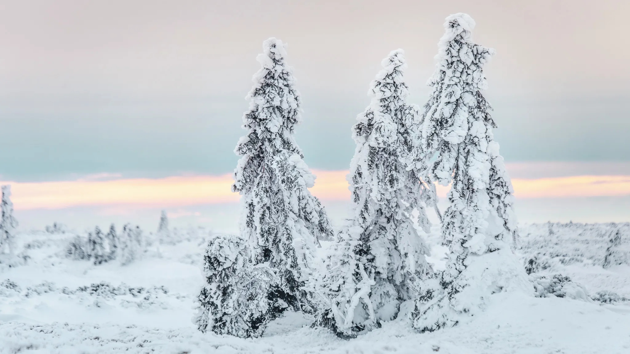 Een betoverend landschap in Zweeds Lapland, met besneeuwde bomen onder een zachte, pastelkleurige hemel.