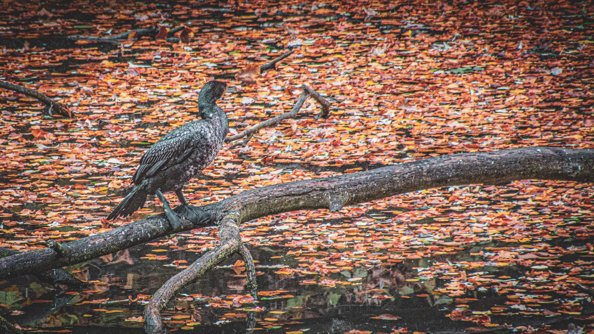 Un cormoran posé sur une branche, entouré de feuilles d'automne flottantes sur l'eau.