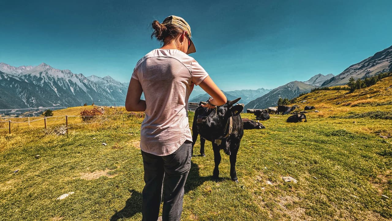 Woman stroking a cow, majestic Alpine landscape in the background, peaceful, natural atmosphere.