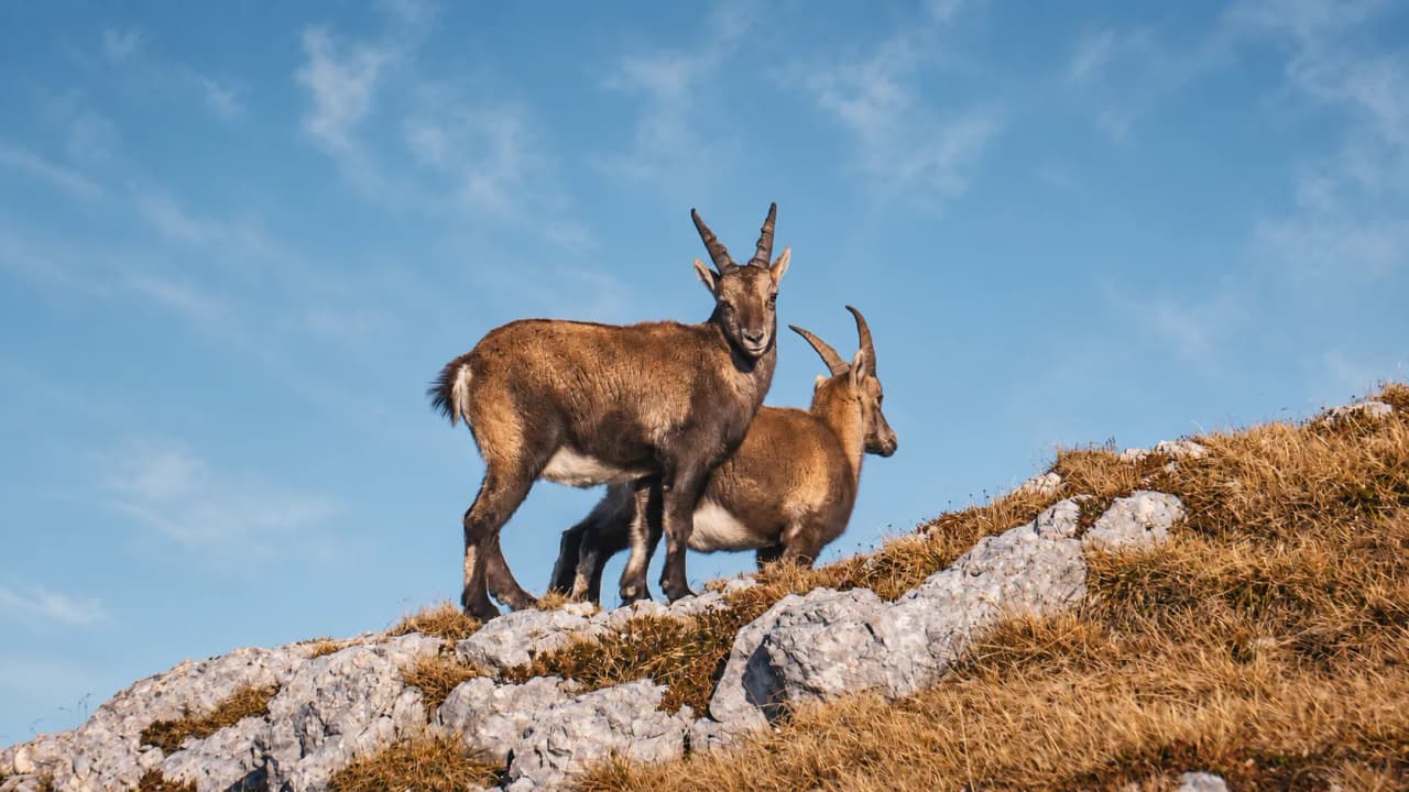 Two majestic chamois standing on a rocky ridge, with a blue sky in the background.