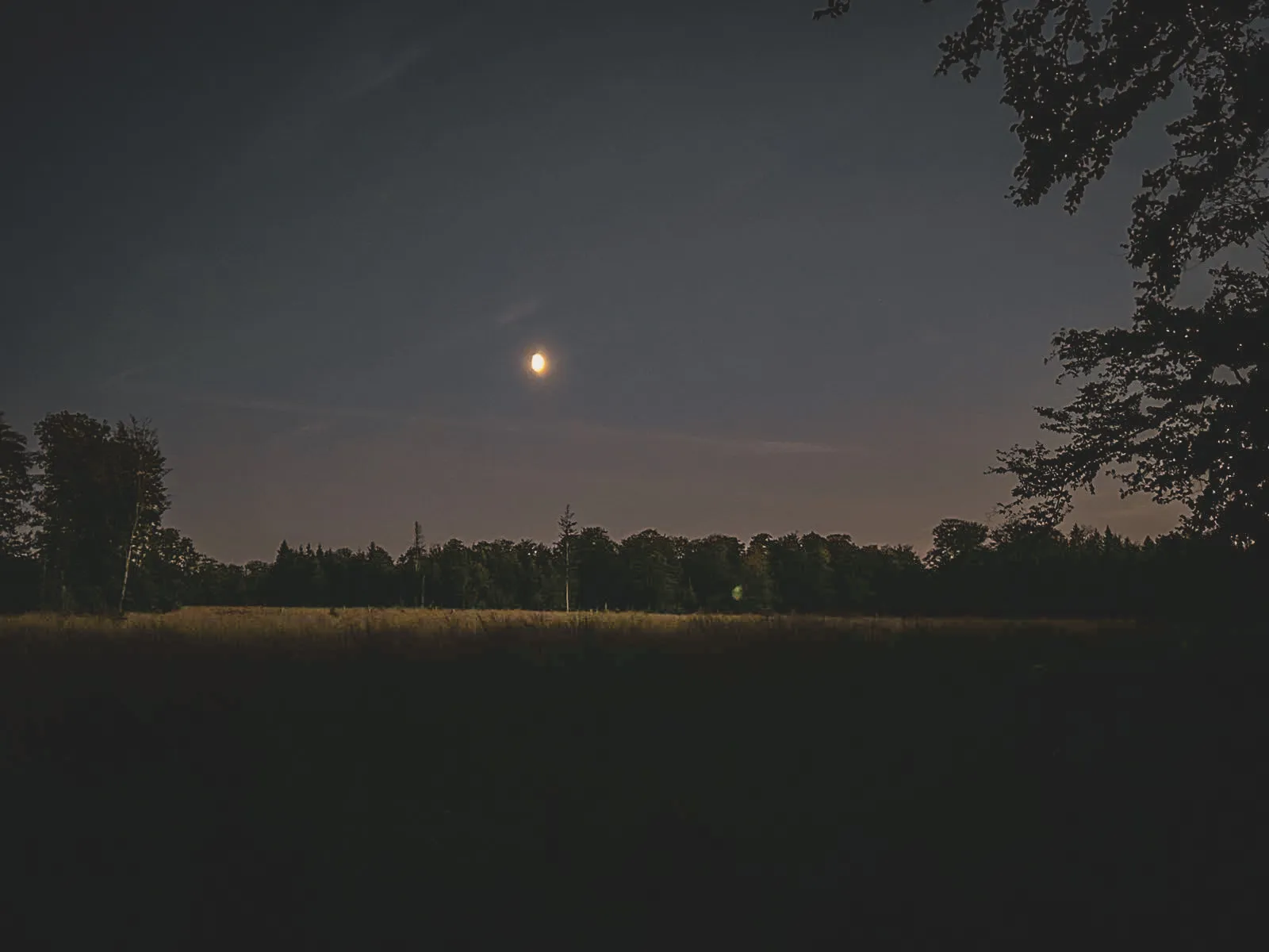 Une nuit étoilée au cœur de la forêt de Saint Hubert, lumière douce de la lune sur un paysage paisible.