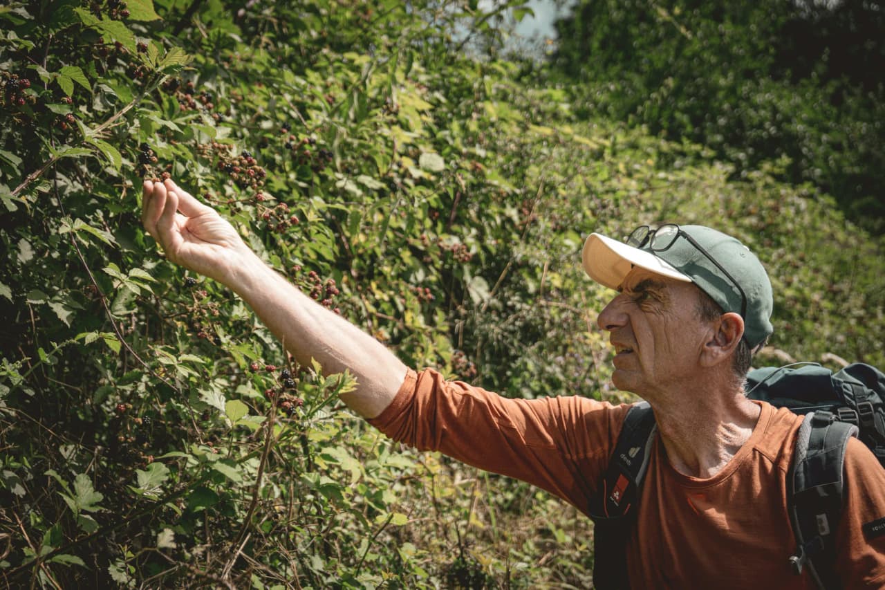 A man on a hike in Luxembourg's Little Switzerland, picking berries in the midst of nature.
