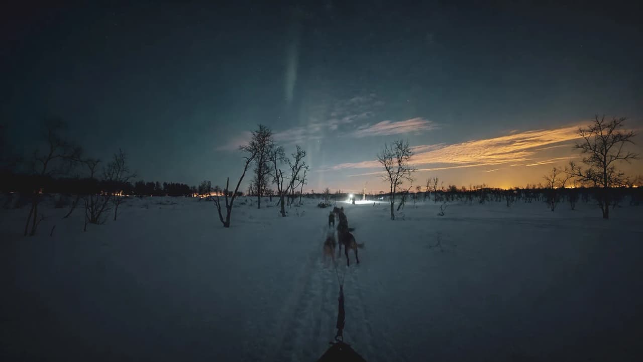 Chien de traîneau traversant un paysage enneigé sous un ciel étoilé en Laponie norvégienne.