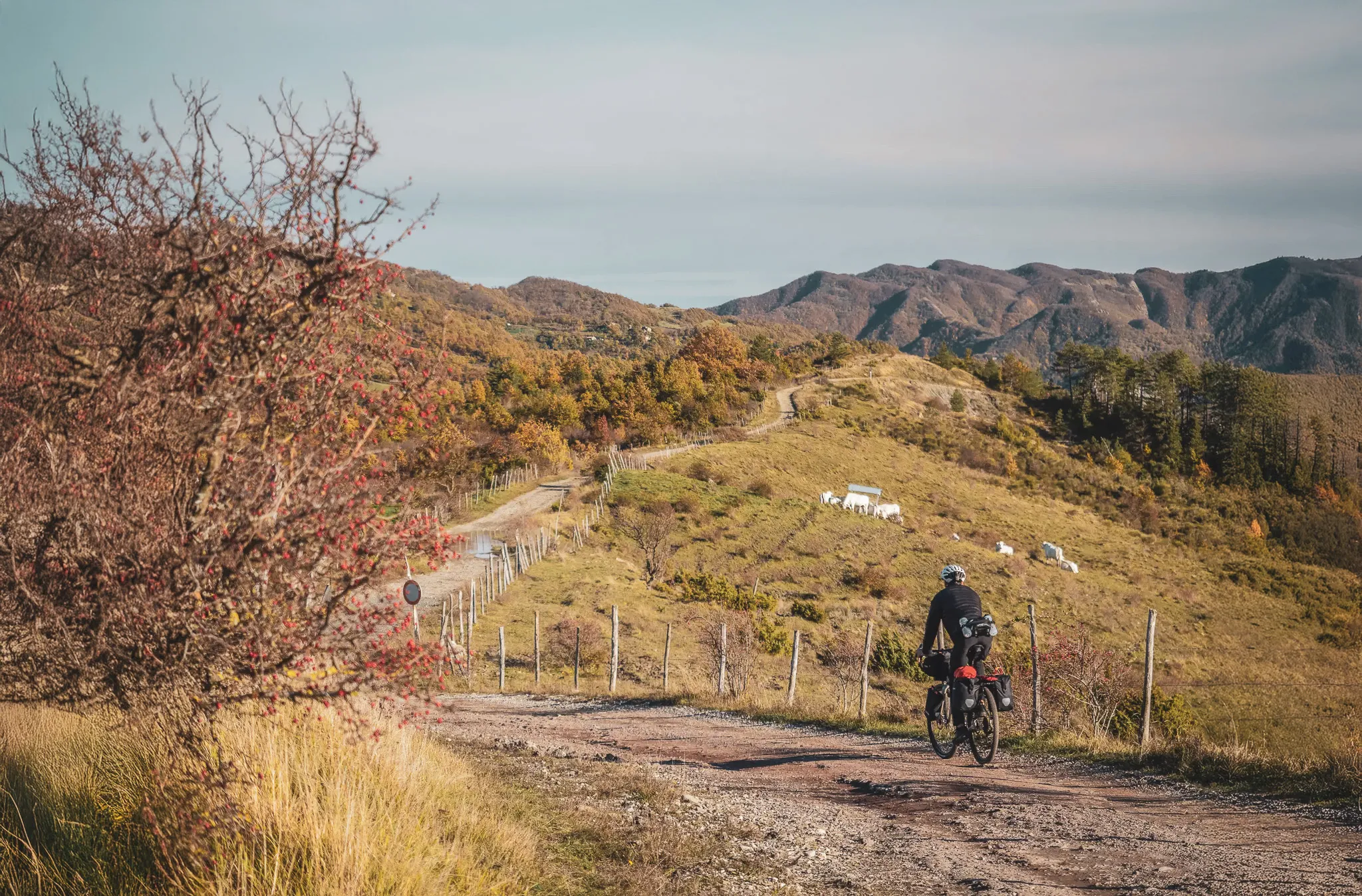 Un cycliste pédale en Toscane sur un gravel, entouré de collines verdoyantes et de montagnes à l'horizon. À droite, un arbuste aux branches nues porte des baies rouges.