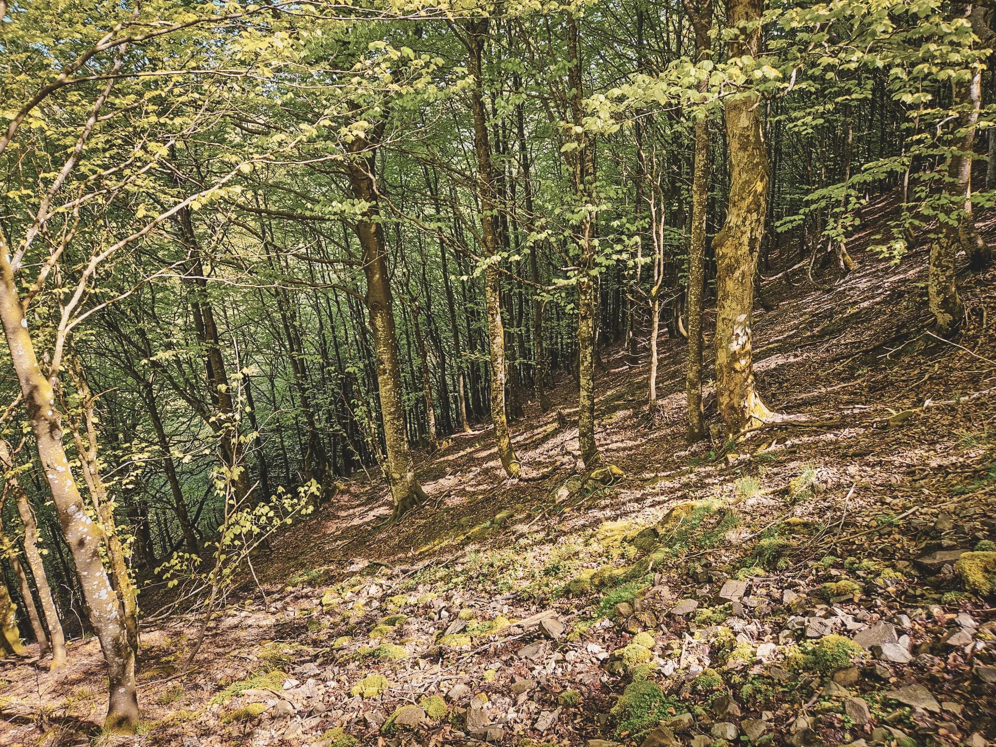 Forêt verdoyante des Vosges, lumière douce filtrant à travers les arbres, promesse d'aventure.