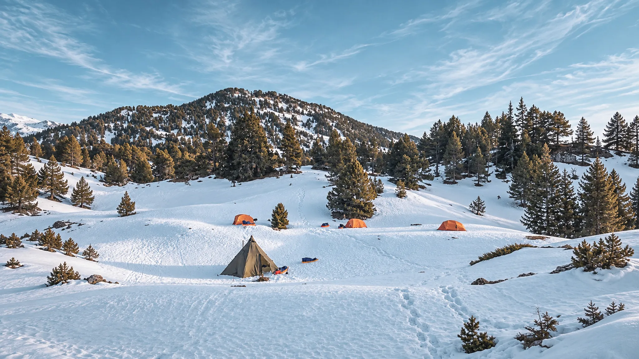 Bivouac sous un ciel dégagé, tentes orangées sur la neige, entouré de sapins majestueux.