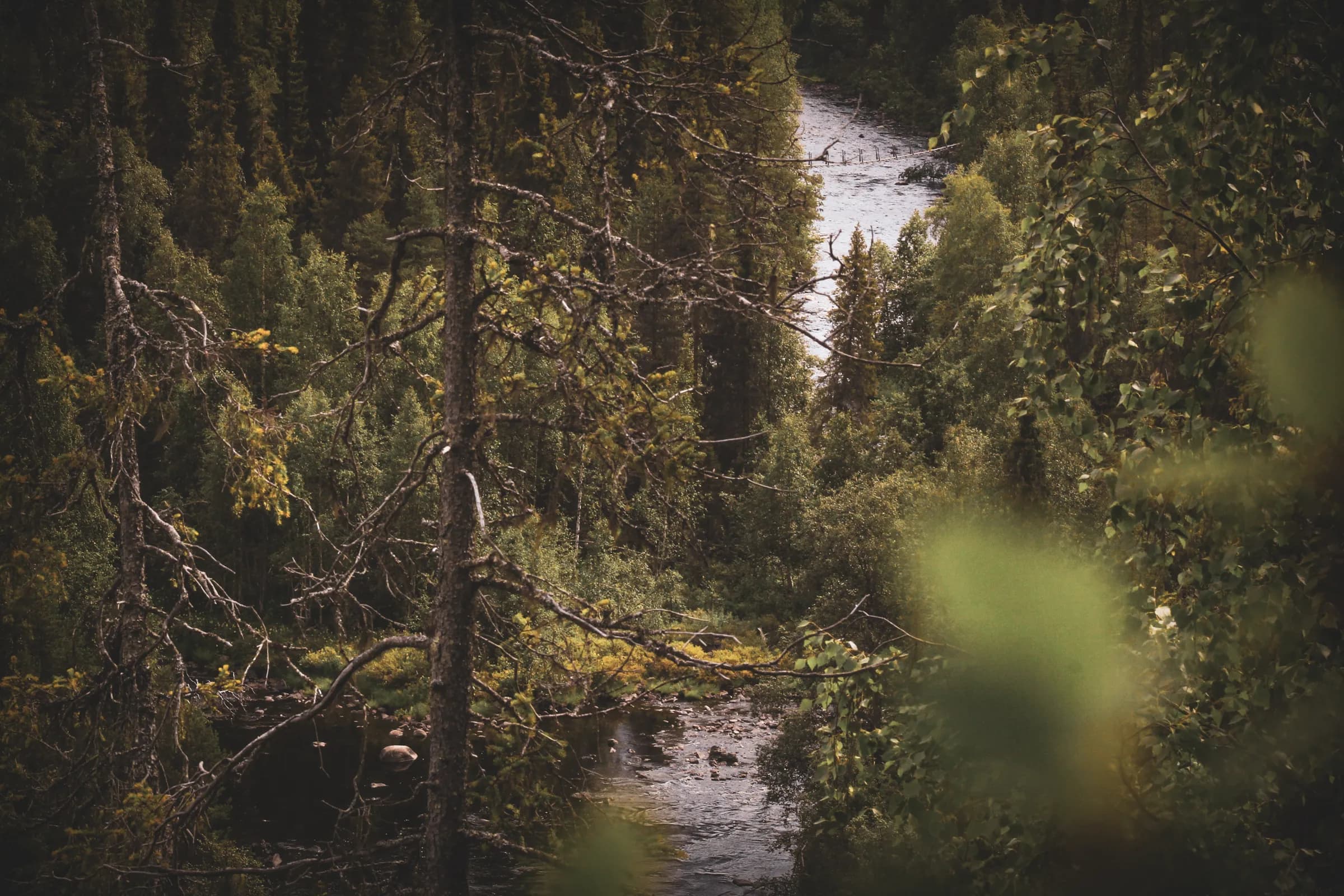 Panoramic view of a wild river lined with lush trees, an invitation to adventure in Lapland.