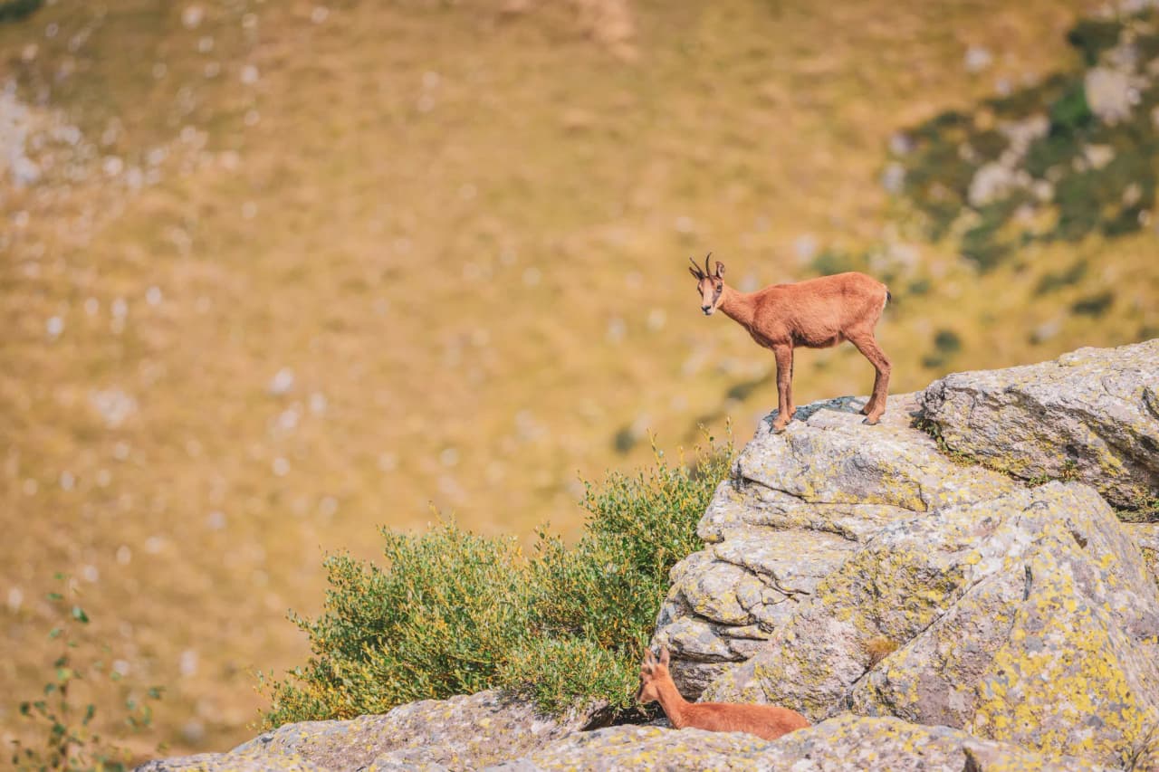 Isard standing on a rock in the Pyrenees, a wild and luminous landscape, an invitation to adventure.