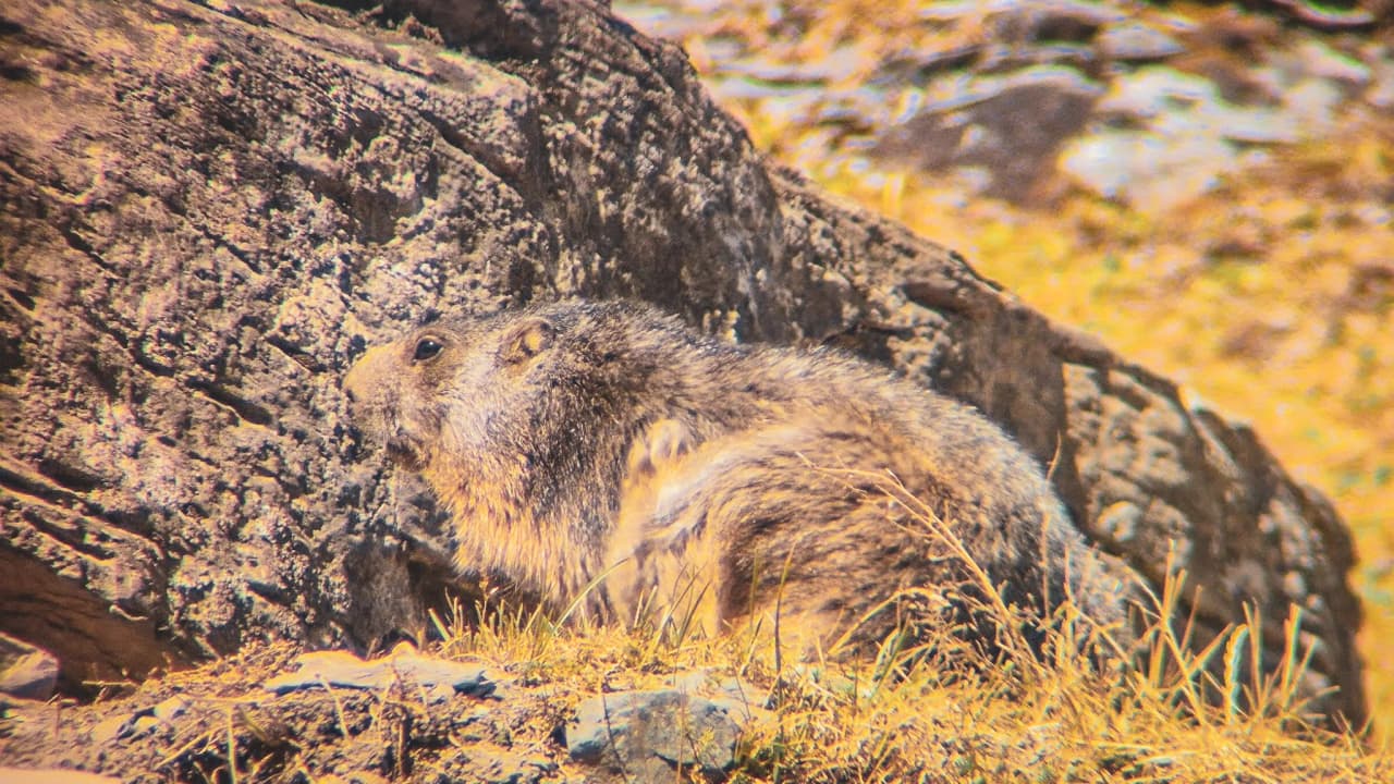 Een marmot die op een rots in de Hoge Pyreneeën uitrust, omringd door ongerepte, zonovergoten natuur.