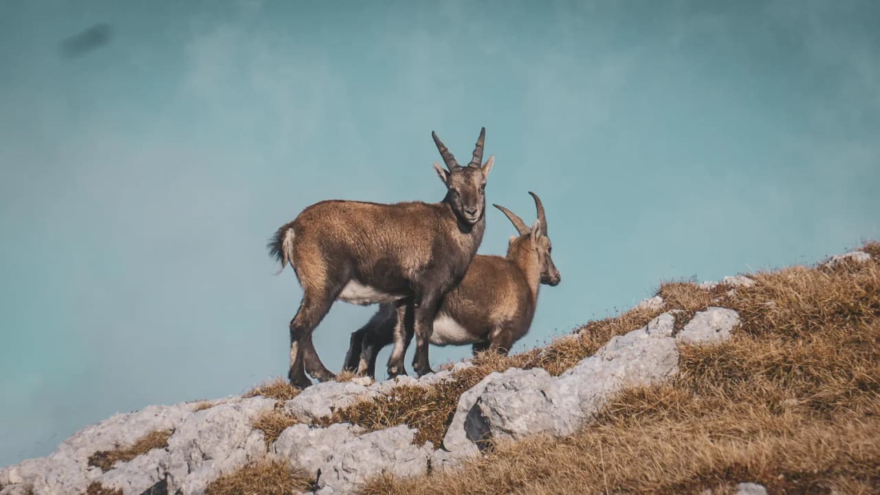 Twee majestueuze gemzen staan op een rots, tegen een achtergrond van azuurblauwe luchten, en nodigen je uit voor een bergavontuur.