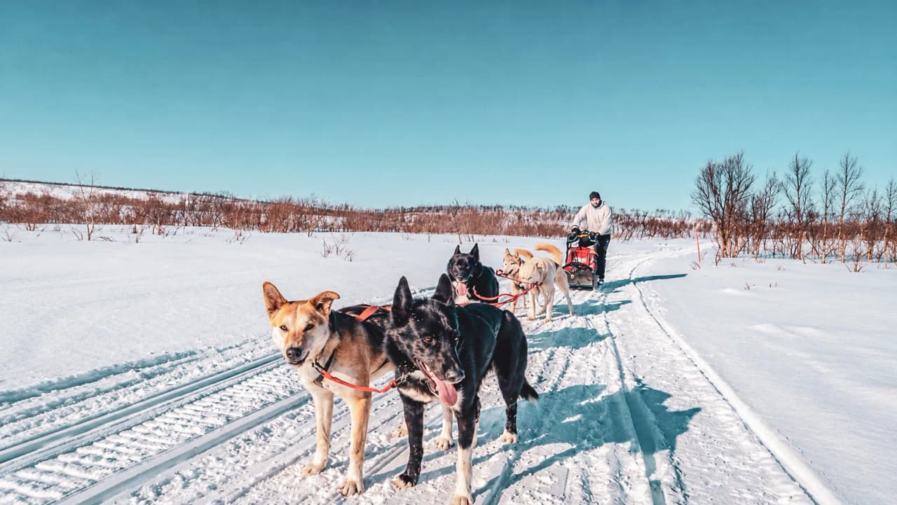 Un attelage de huskys avance sur la neige sous un ciel bleu azur en Laponie norvégienne.