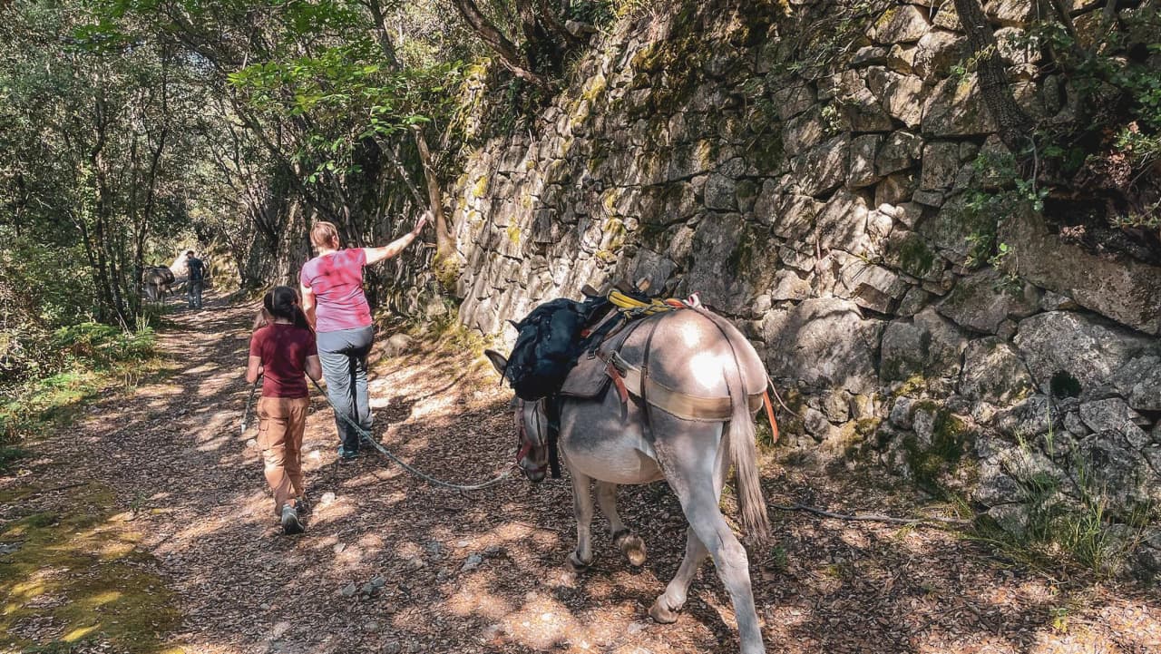Hikers accompanied by a donkey follow a green trail in the Cévennes.