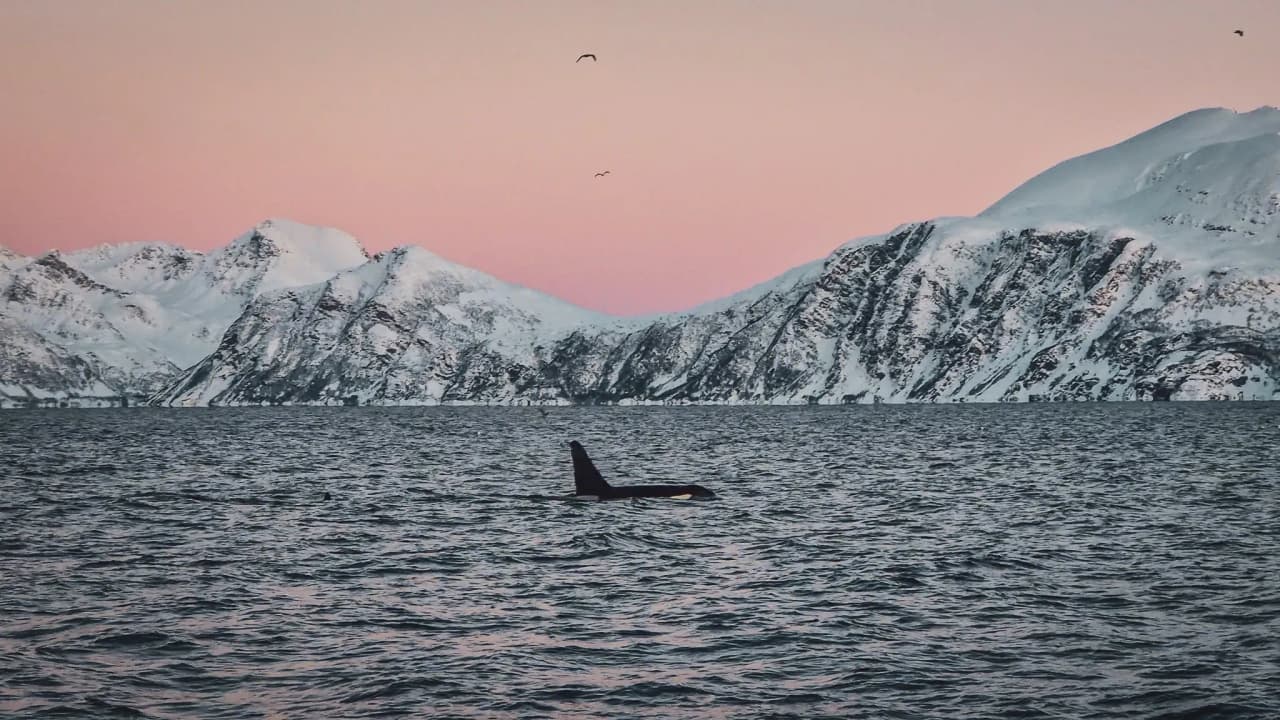 Een orka die vredig zwemt in majestueuze fjorden onder een pastelkleurige hemel. Een betoverende reis door Noorwegen.