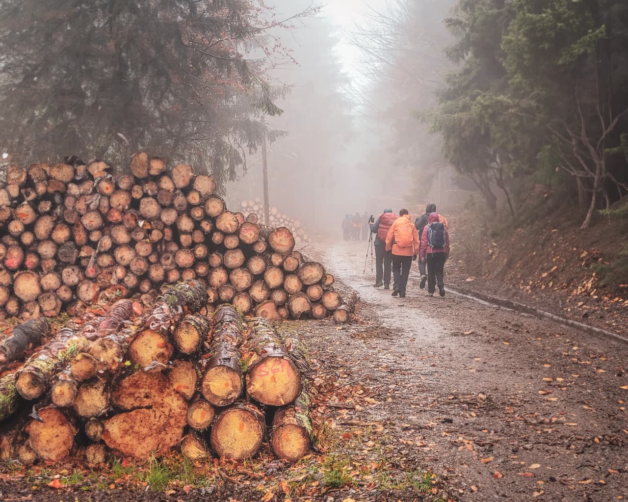 Groupe de randonneurs dans les Vosges, chemin brumeux, paysages forestiers enchanteurs.