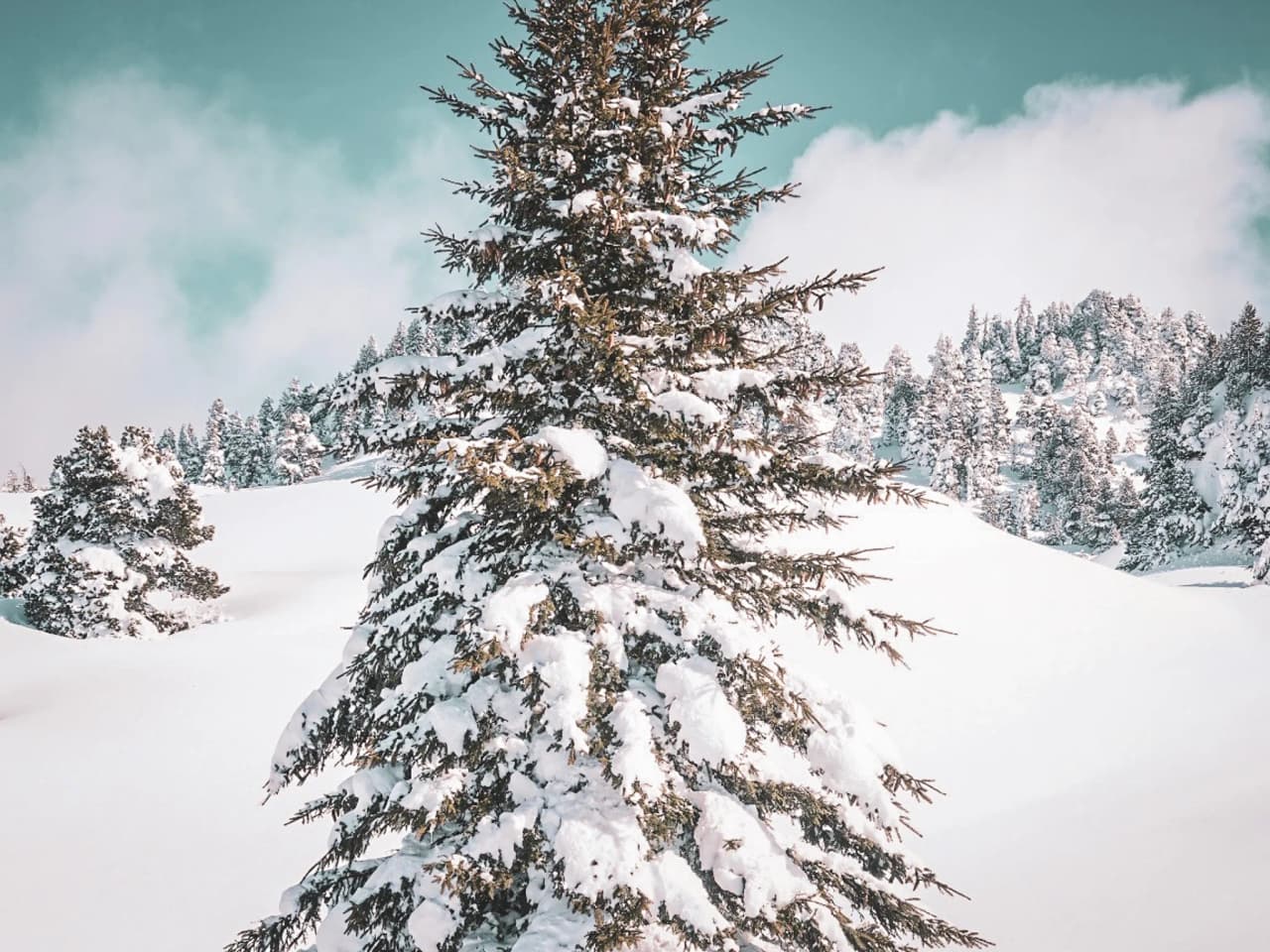 Een betoverend winterlandschap in de Vercors, met besneeuwde bomen onder een turkooizen hemel.