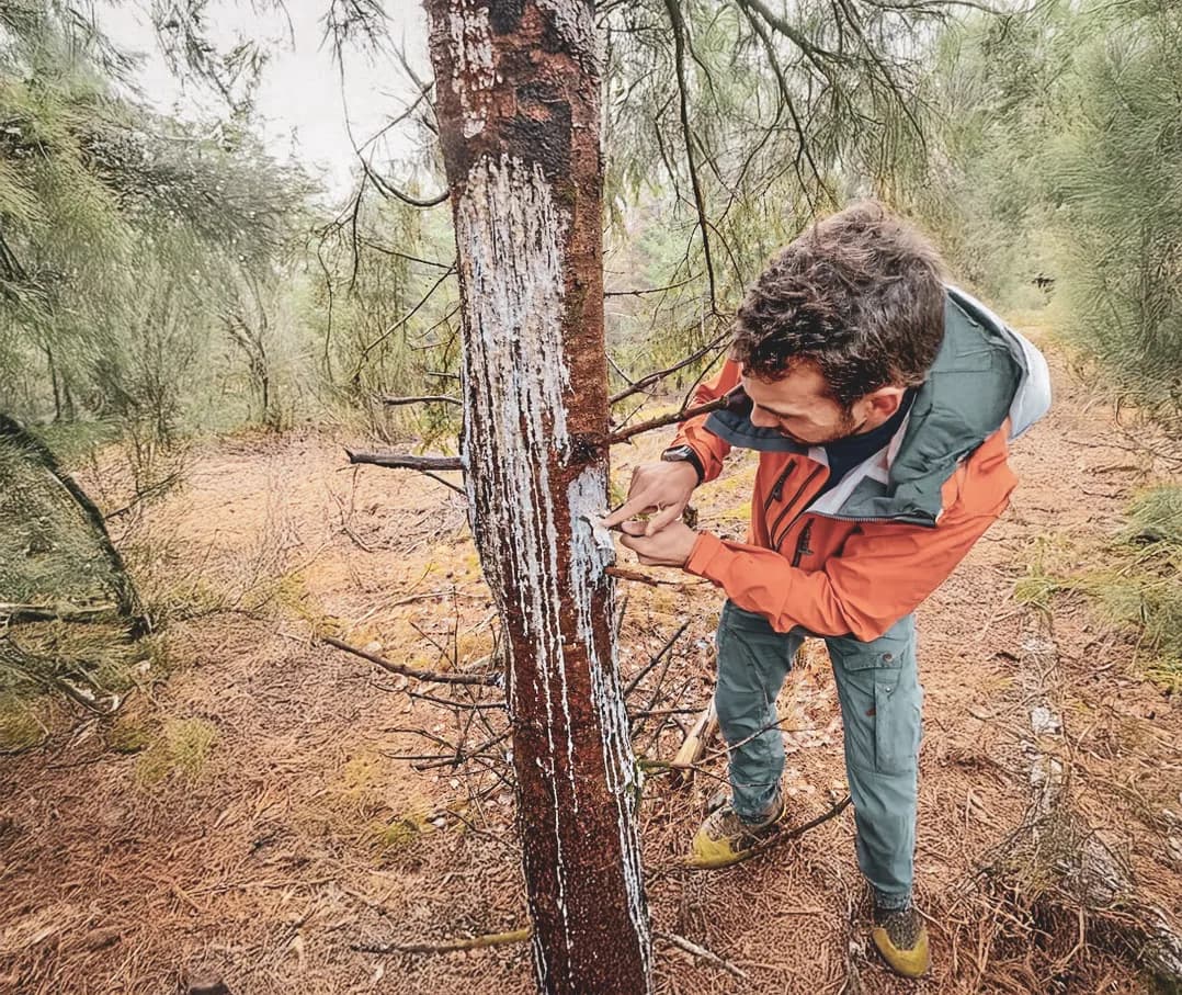 Homme en pleine action, apprenant à extraire de la résine d'un arbre dans la forêt du Vercors.