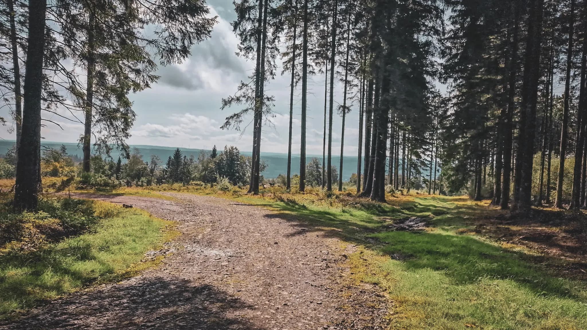 Chemin sinueux bordé d'arbres majestueux, invitant à l'exploration de la forêt paisible.