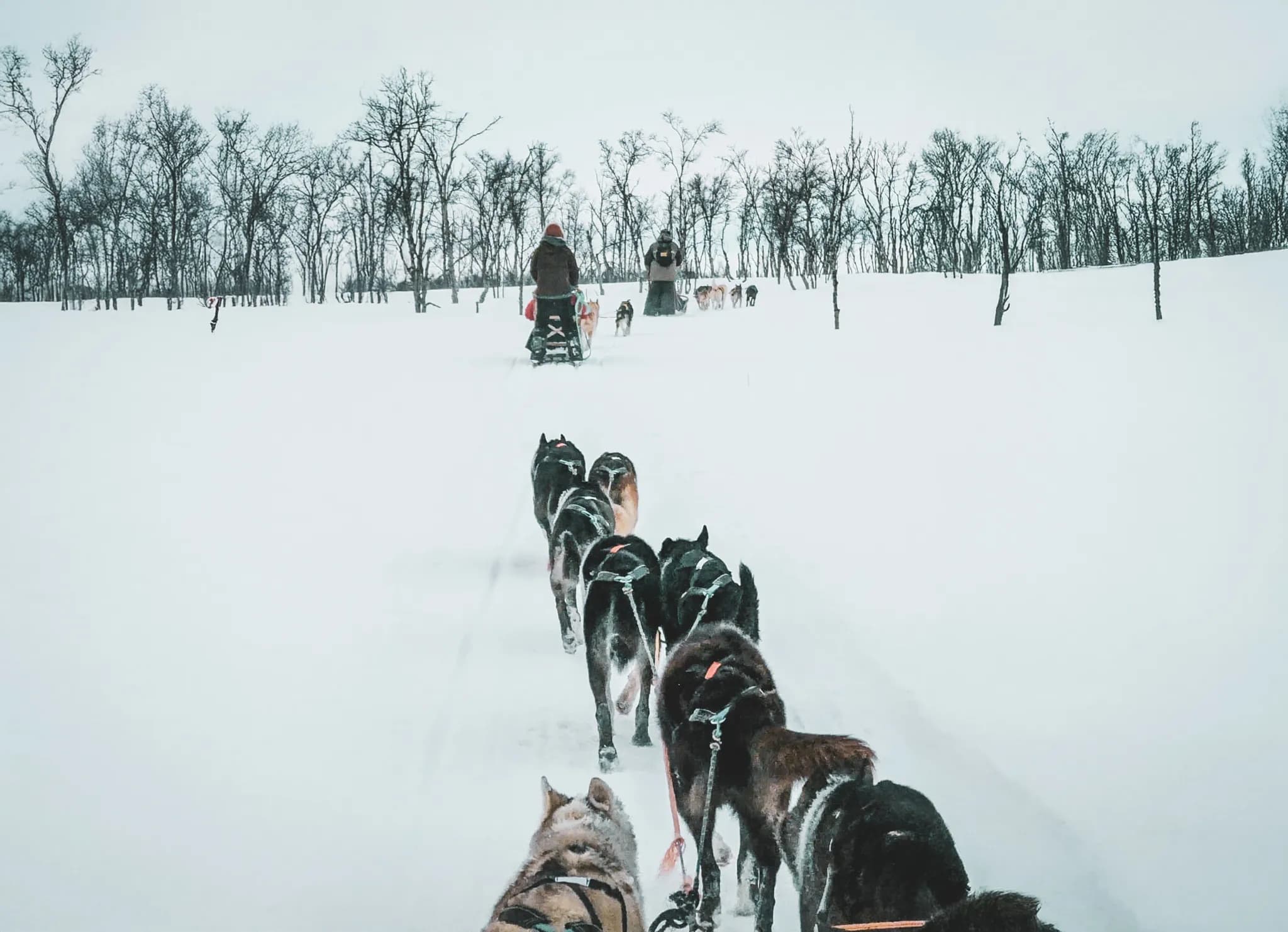 Expedition to Lapland with a team of huskies making their way through the snow.