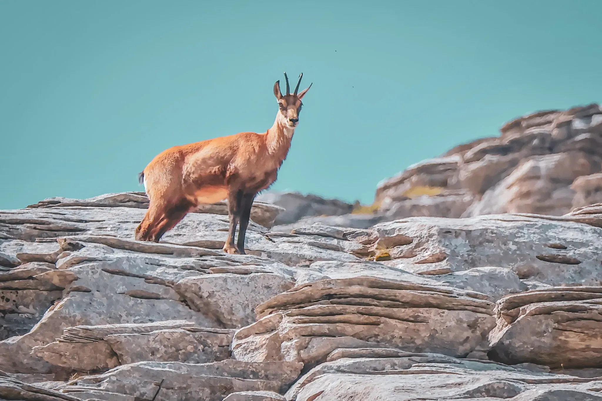 Elegant chamois on the rocks, under a blue sky, symbol of the wild and unspoilt Alps.