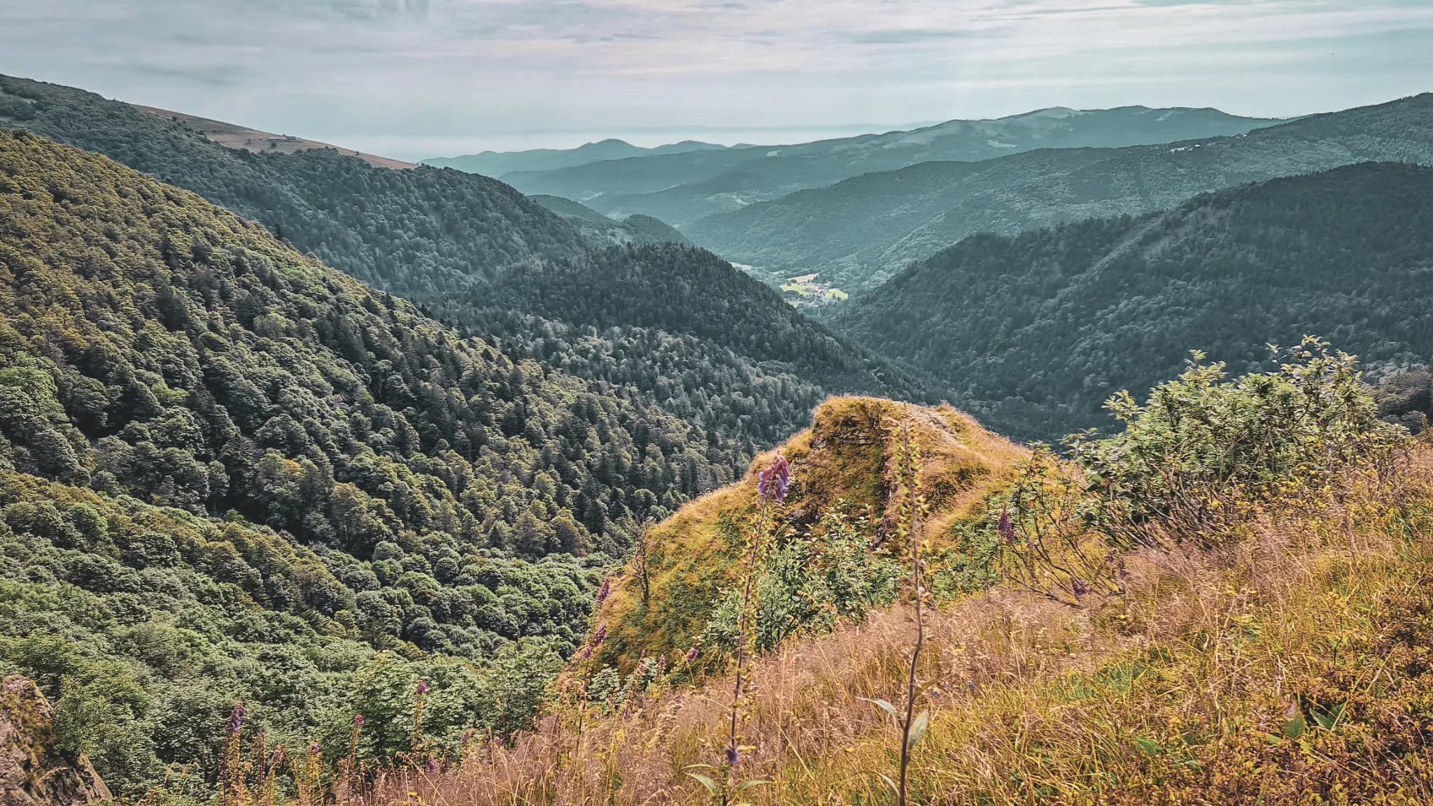 Paysage montagneux des Vosges, vallées verdoyantes et sommets majestueux sous un ciel clair.
